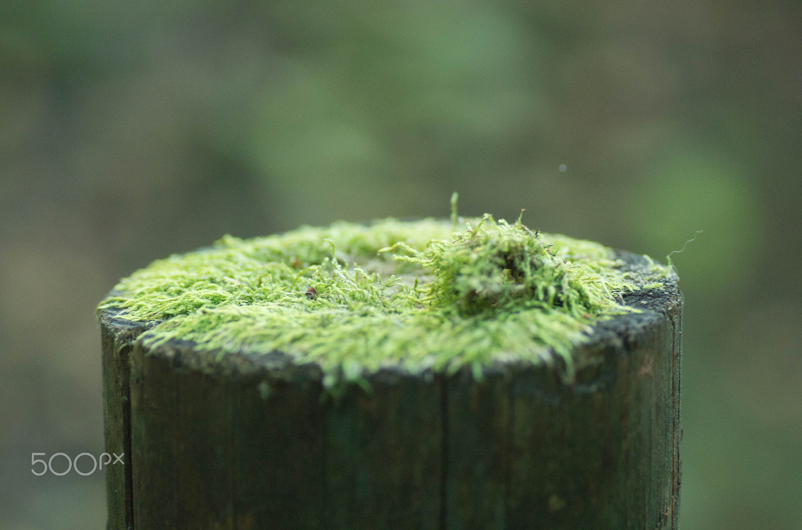 Pentax K-30 sample photo. Tree stump photography