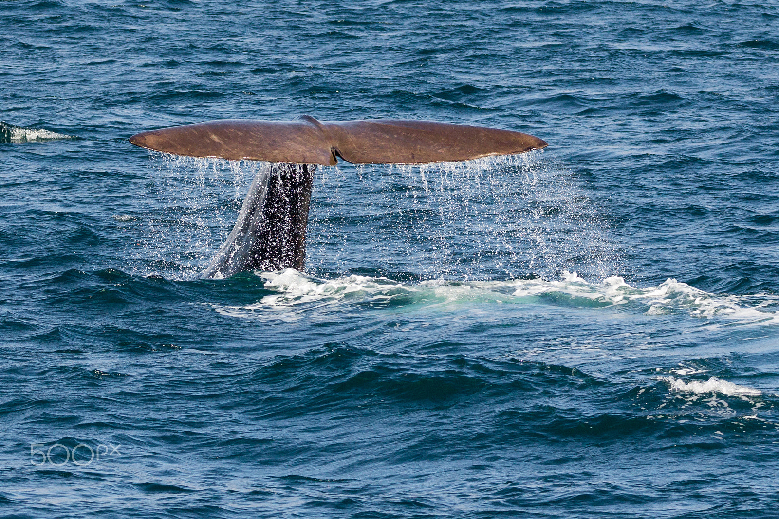Canon EOS 60D + 150-600mm F5-6.3 DG OS HSM | Sports 014 sample photo. Sperm whale tail photography