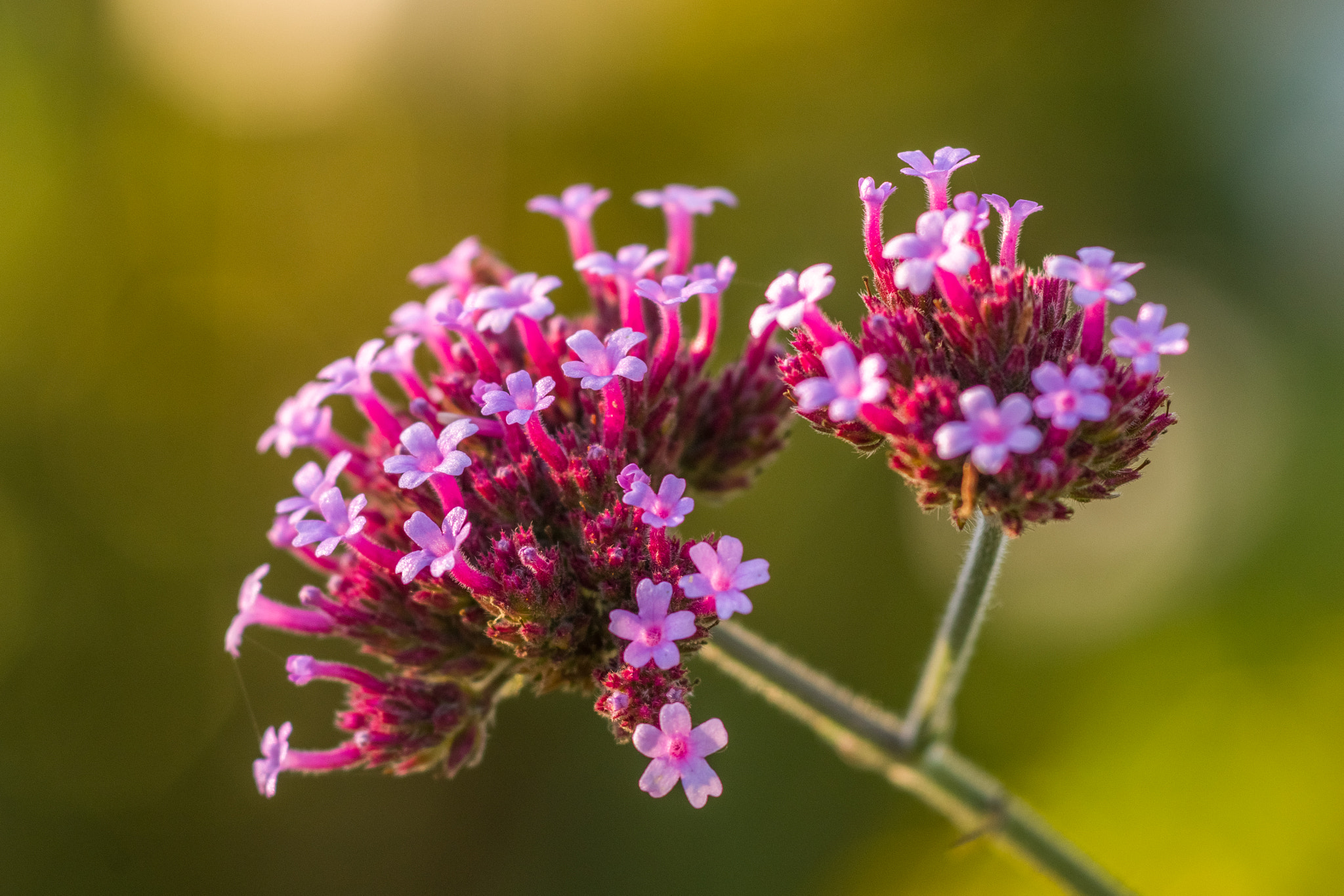 smc PENTAX-FA MACRO 100mm F3.5 sample photo. Tiny flowers photography