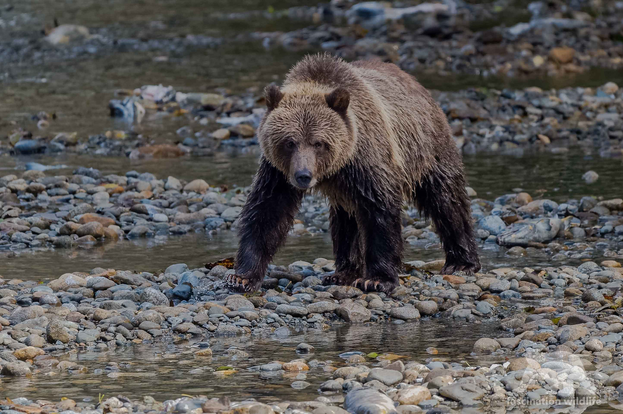 Nikon D4S sample photo. Grizzly cub photography
