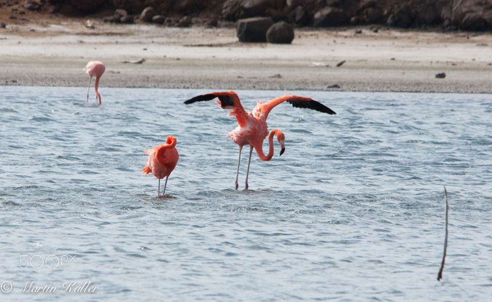 Nikon D90 sample photo. Flamingo in goto lake photography