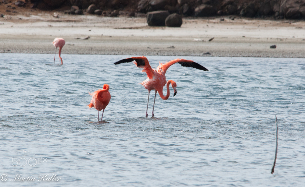 Sigma 150-500mm F5-6.3 DG OS HSM sample photo. Flamingo in goto lake photography