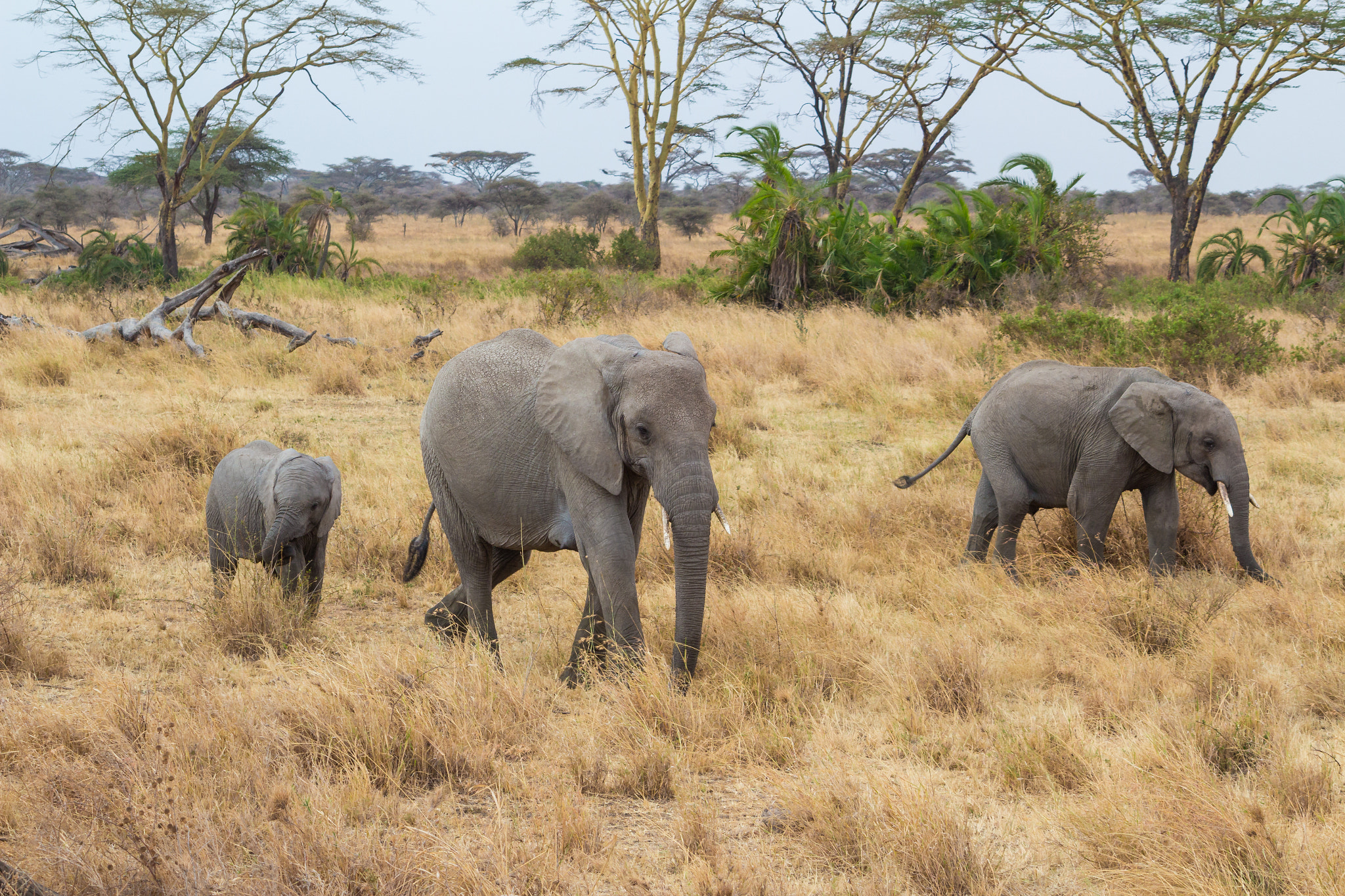 Canon EF-S 55-250mm F4-5.6 IS sample photo. African elephants family photography