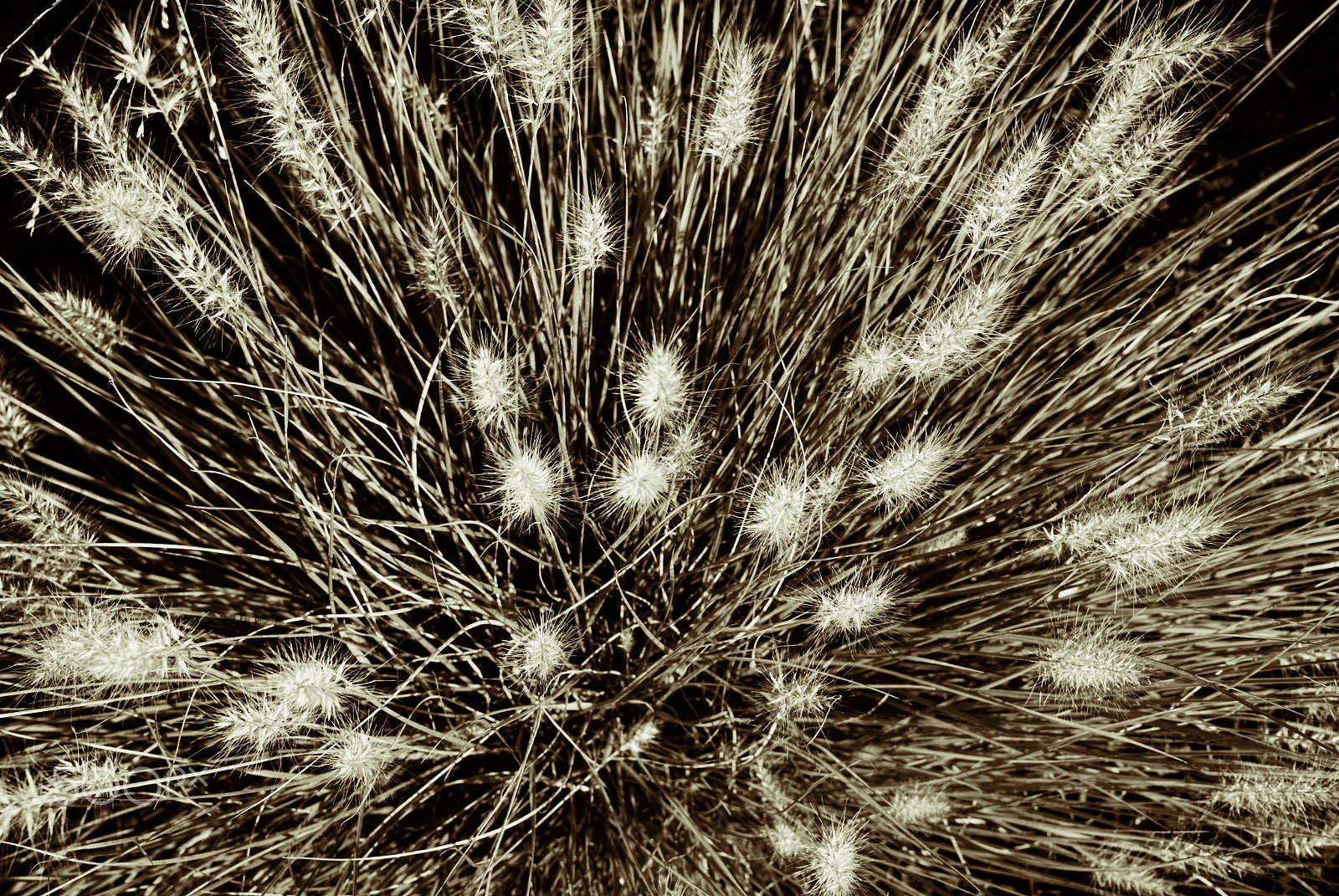 Nikon 1 J1 + Nikon 1 Nikkor 18.5mm F1.8 sample photo. Natures fireworks photography