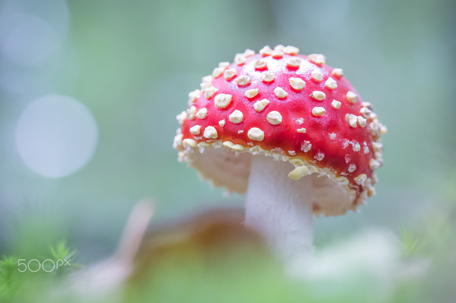 Canon EOS 6D sample photo. Fly agaric photography