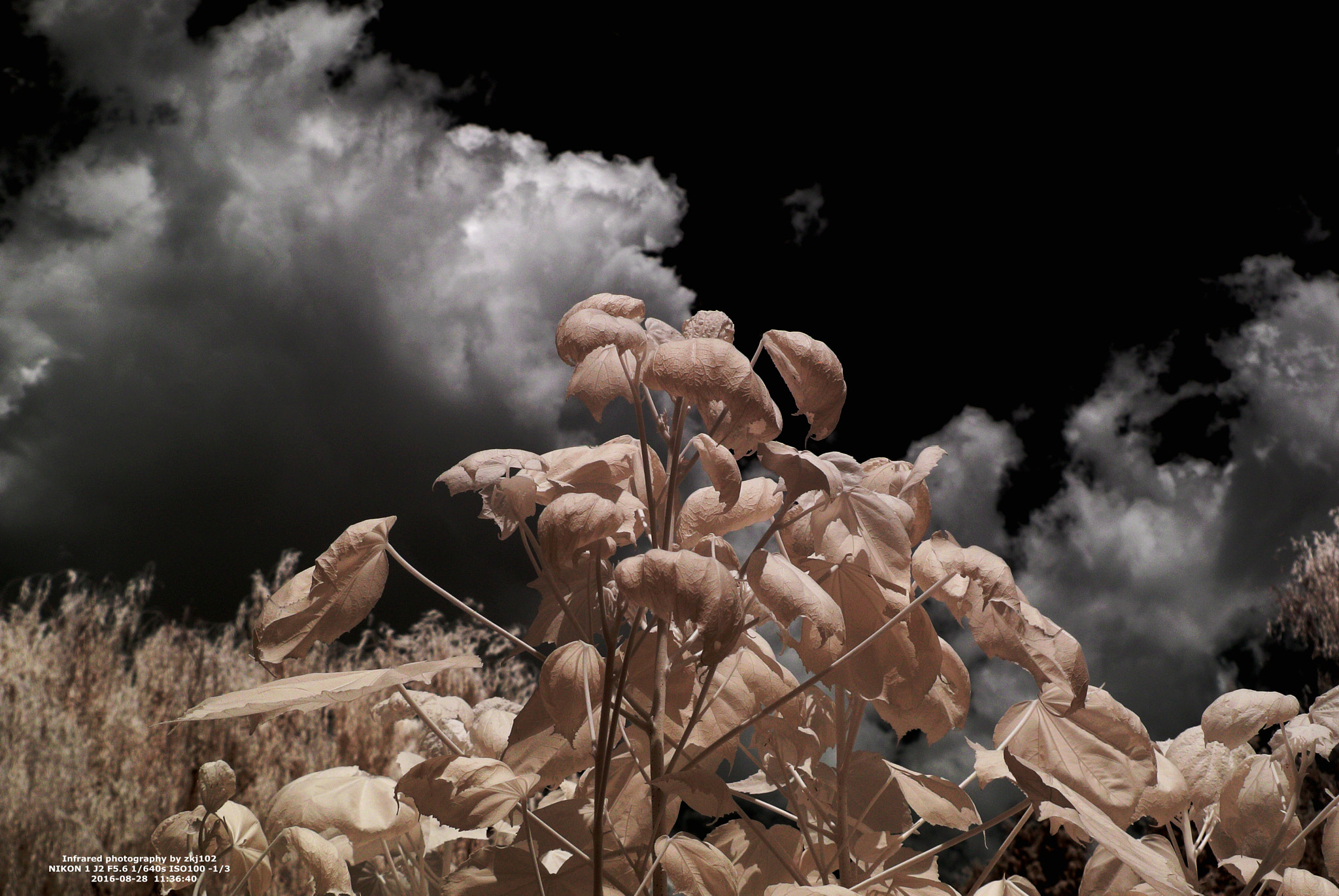 IR