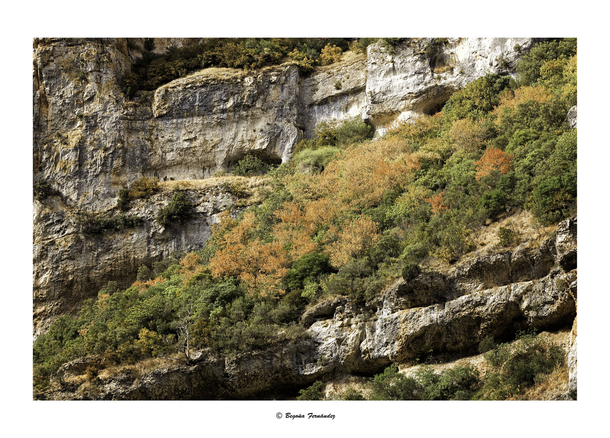Canon EF 100mm F2.8L Macro IS USM sample photo. Colores de otoÑo photography