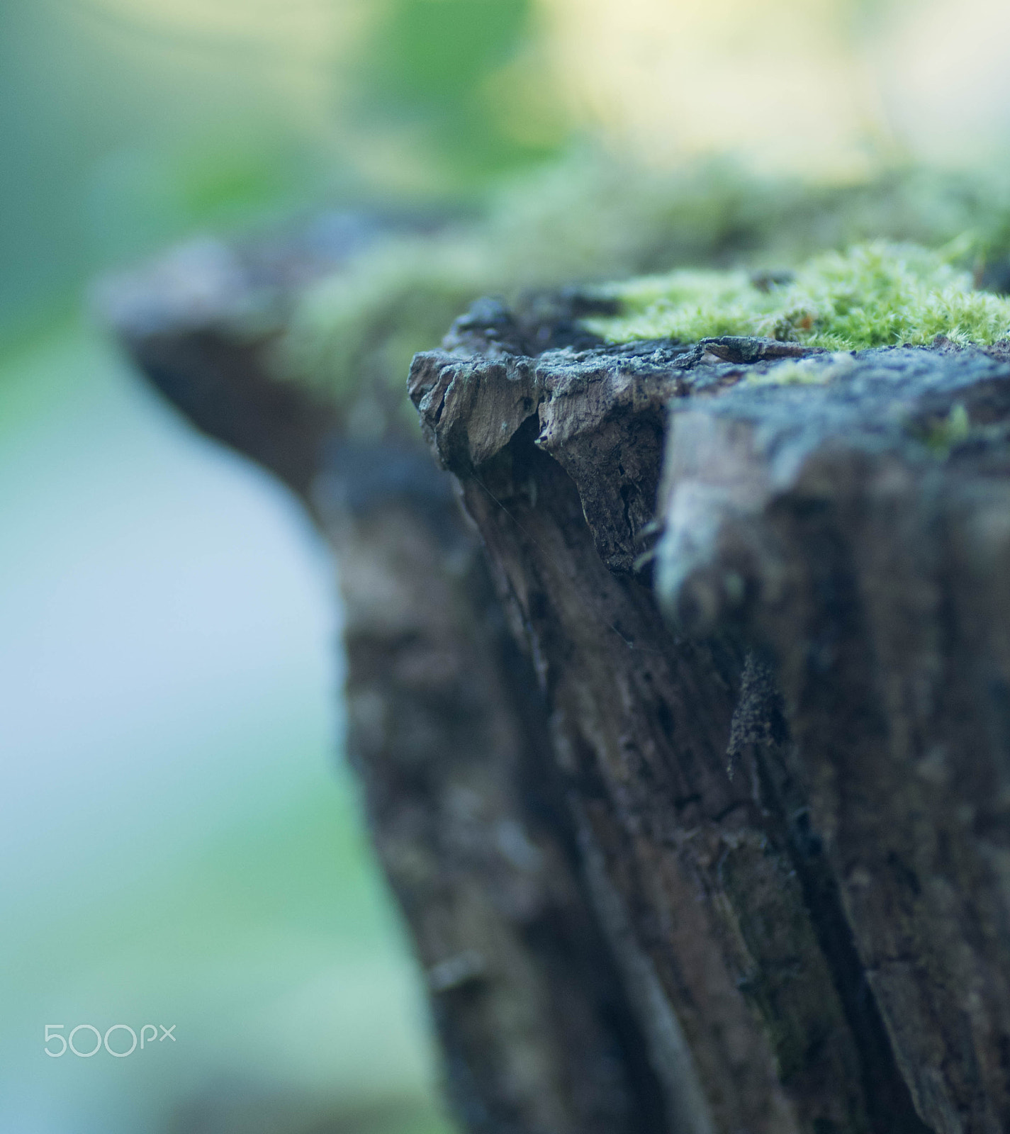 Pentax K-30 sample photo. Stump photography