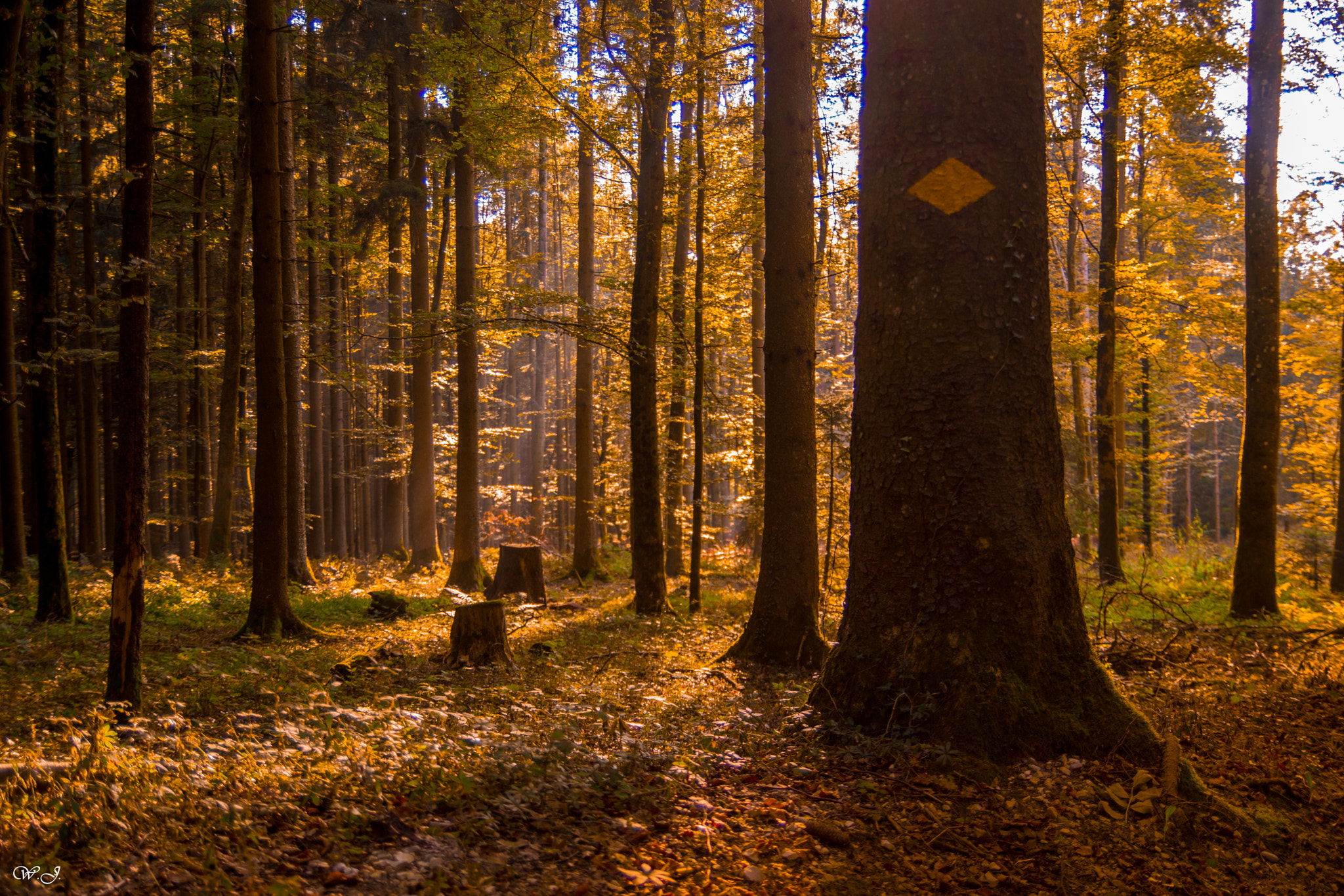 Sony ILCA-77M2 sample photo. Sunny fall photography