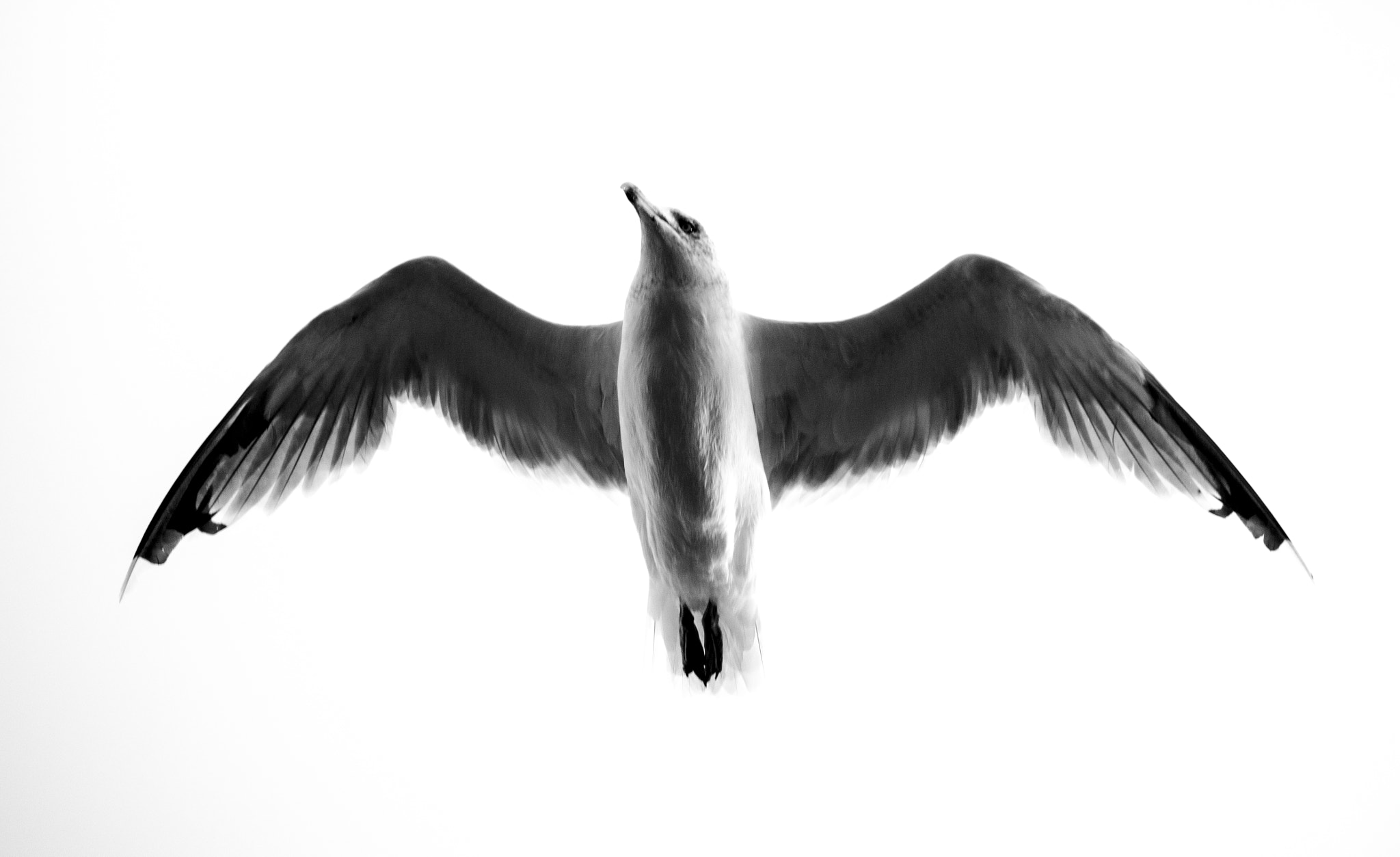 Canon EOS 7D Mark II sample photo. Wings in white photography