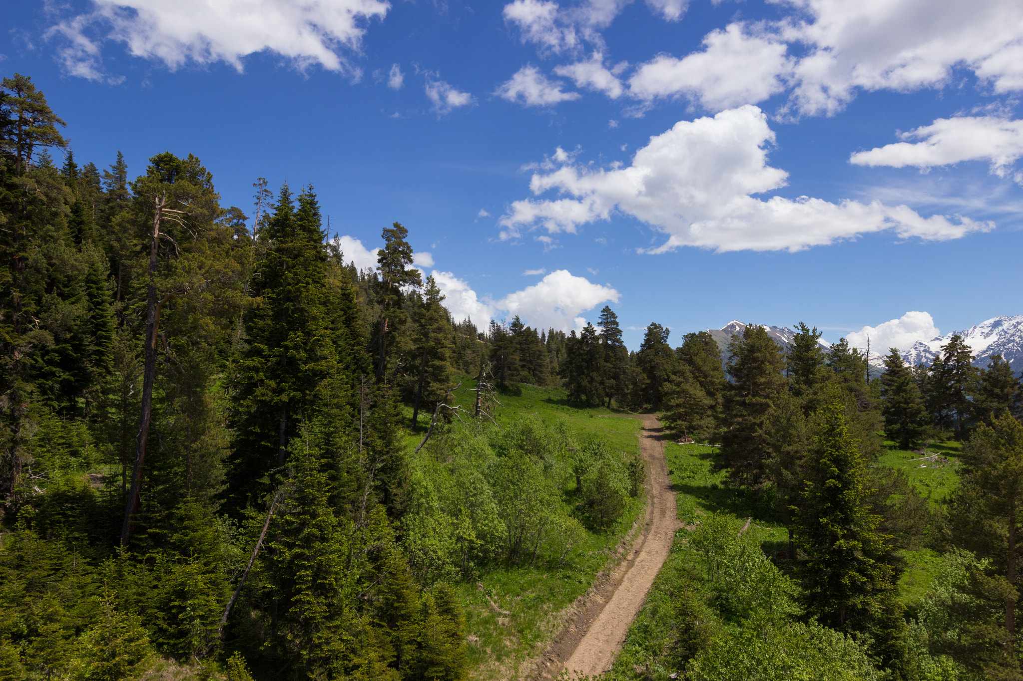 Canon EOS 600D (Rebel EOS T3i / EOS Kiss X5) sample photo. The road in the forest photography