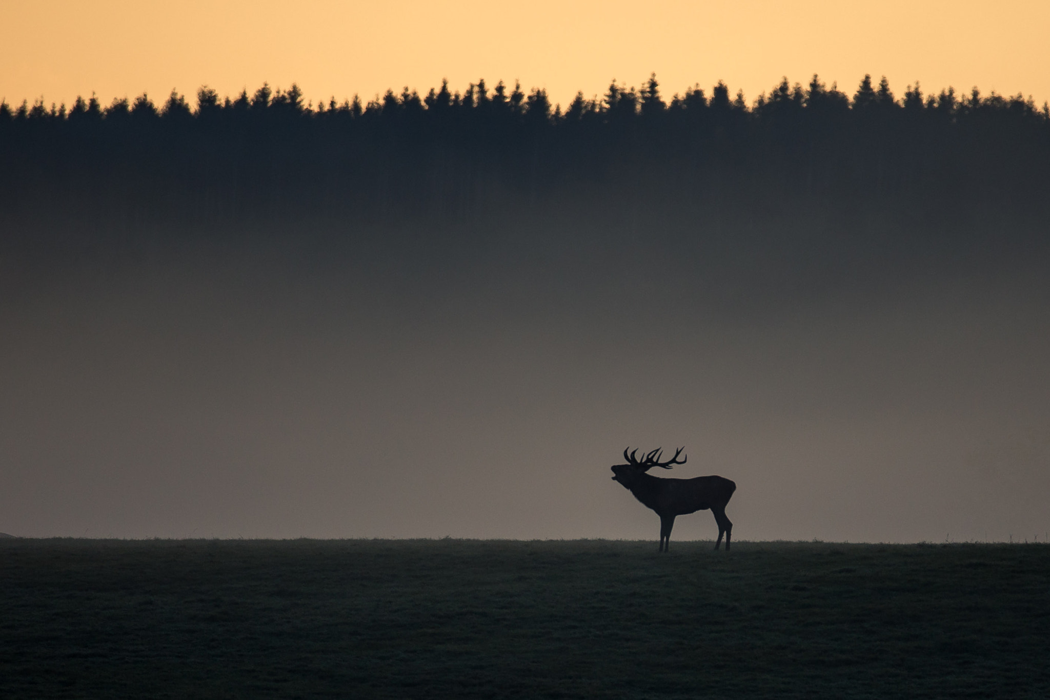 Sigma 150-600mm F5-6.3 DG OS HSM | C sample photo. Modifier photography