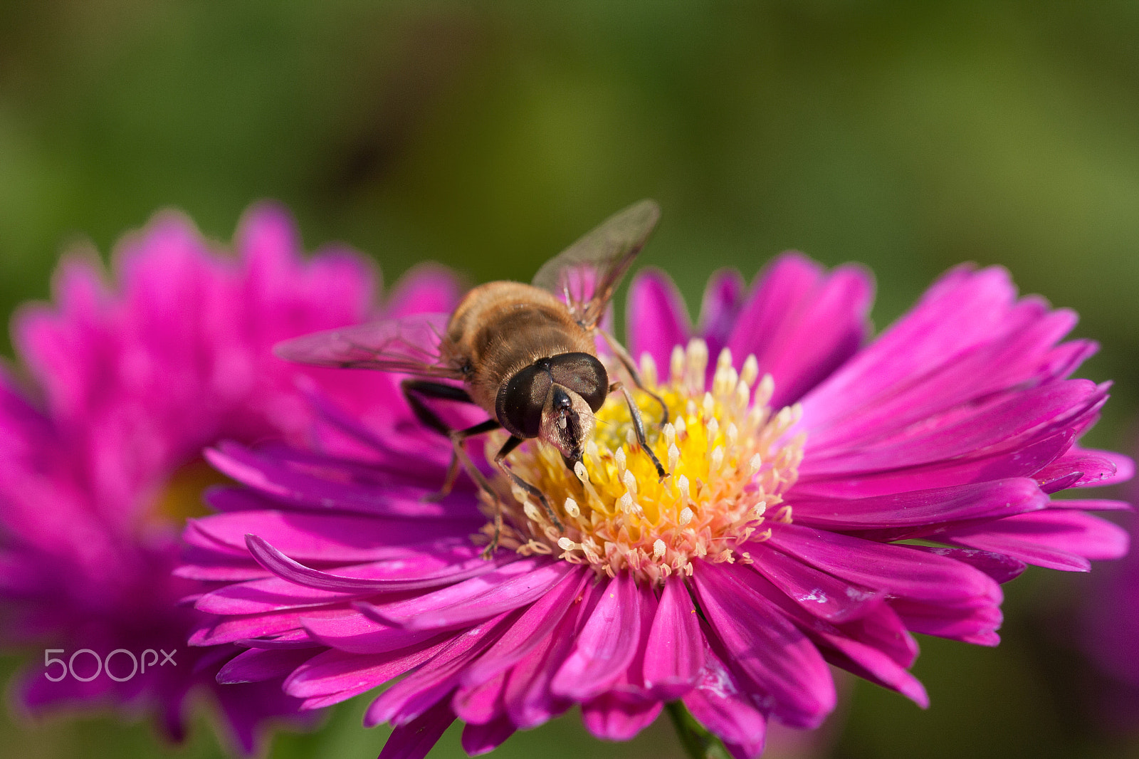 Sigma 105mm F2.8 EX DG OS HSM sample photo. Last of the summer pollen collection photography