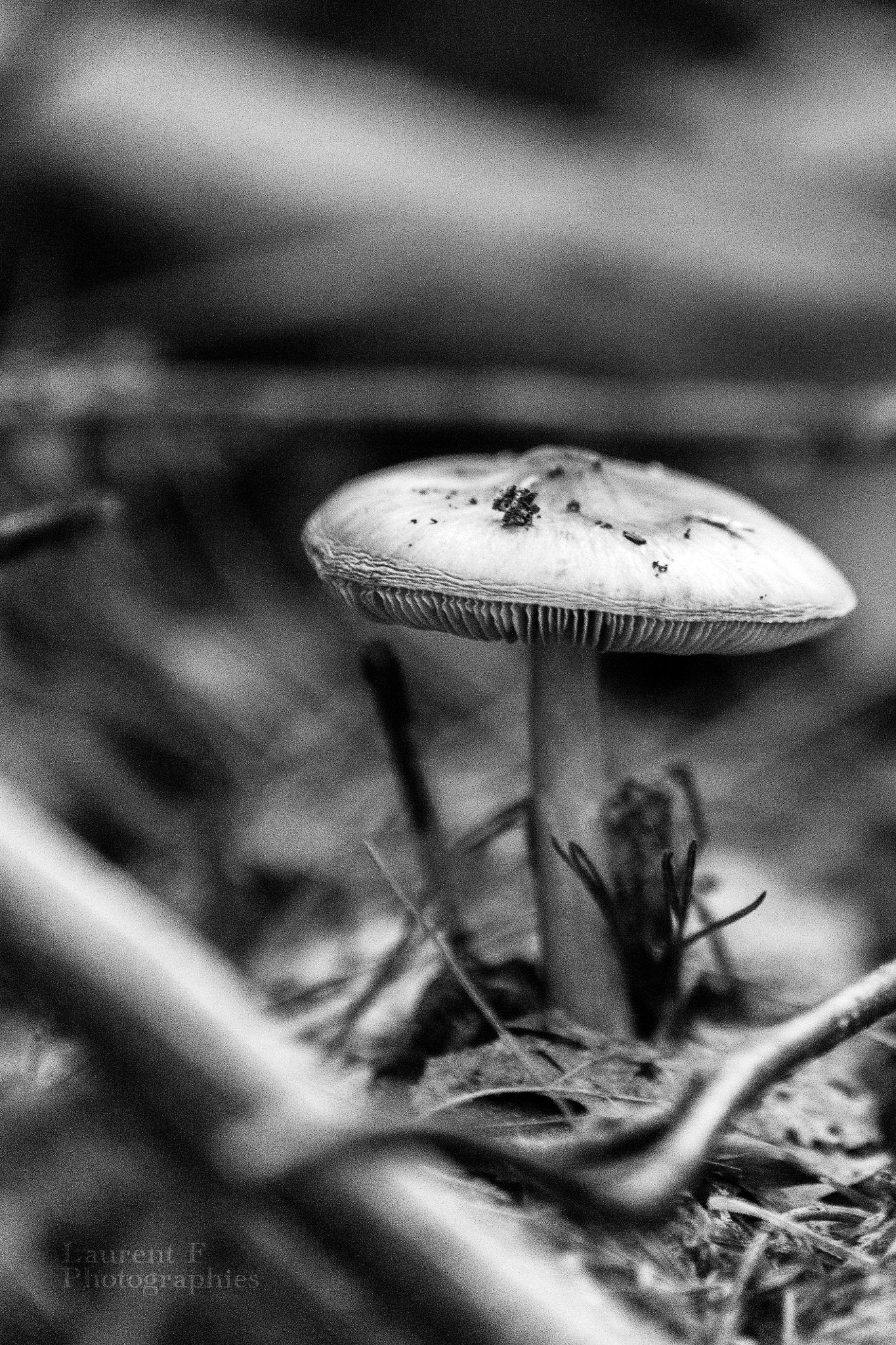 Canon EOS 6D sample photo. Mushroom photography