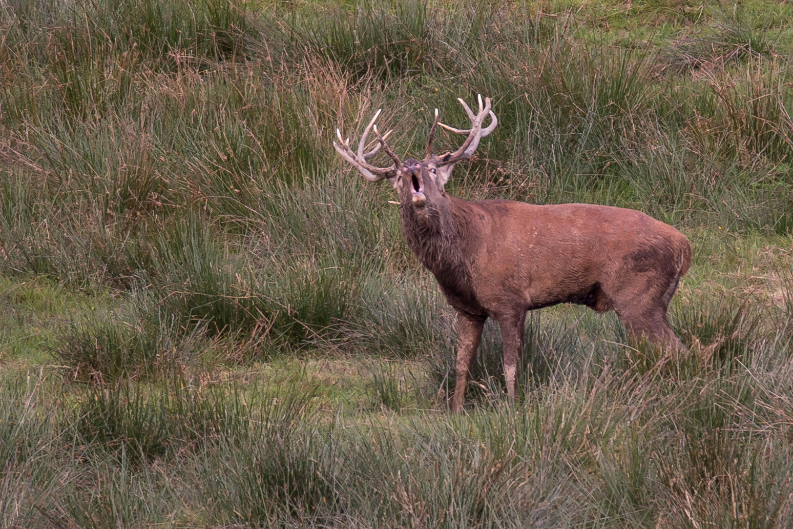 Sigma 150-600mm F5-6.3 DG OS HSM | C sample photo. Img photography