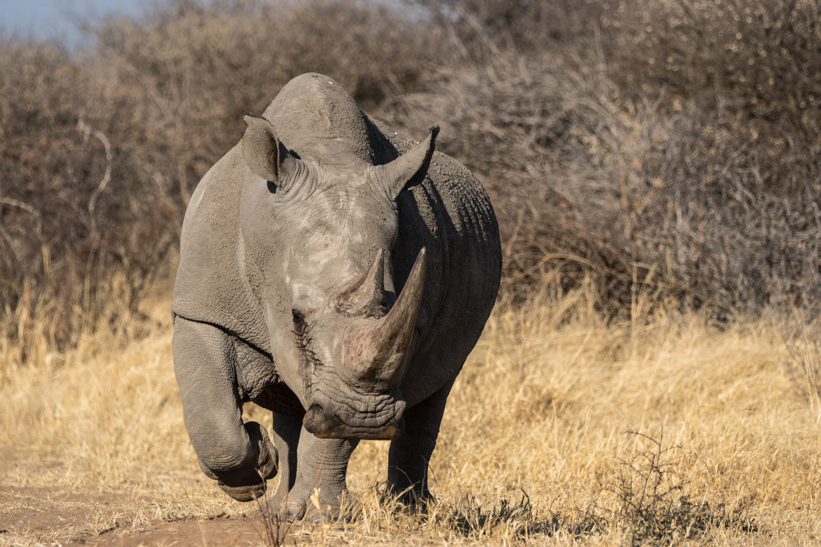Sony 70-400mm F4-5.6 G SSM II sample photo. White rhino, namibia photography