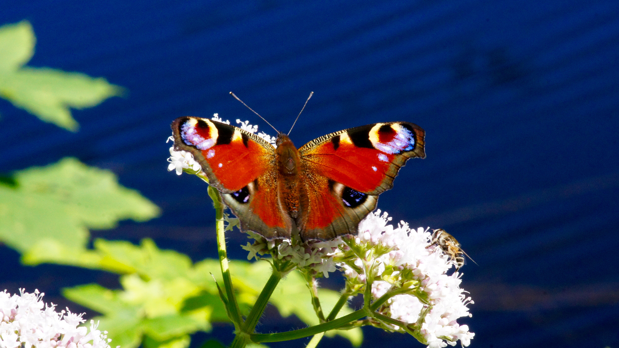 Sony SLT-A55 (SLT-A55V) + Sony 100mm F2.8 Macro sample photo. Paon du jour photography