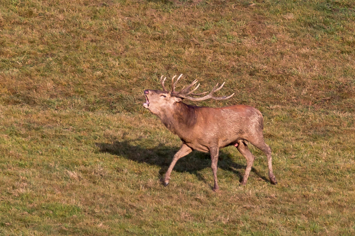 Sigma 150-600mm F5-6.3 DG OS HSM | C sample photo. Img photography