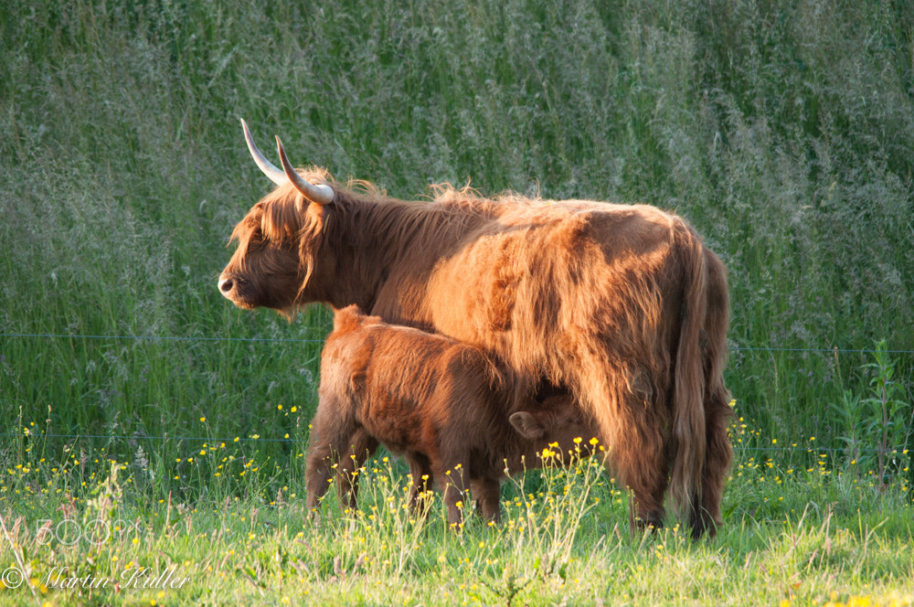 Sigma 150-500mm F5-6.3 DG OS HSM sample photo. Highlander photography