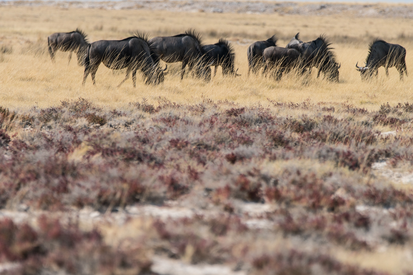 Sony a6300 + Sony 70-400mm F4-5.6 G SSM II sample photo. Gnoe, wilde beast, etosha, namibia photography