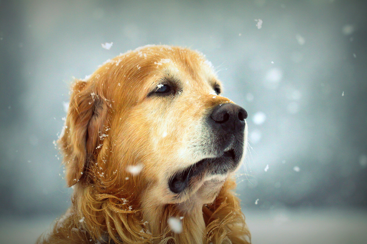 Canon EOS 50D + Canon EF 100mm F2.8L Macro IS USM sample photo. Magical winter photography