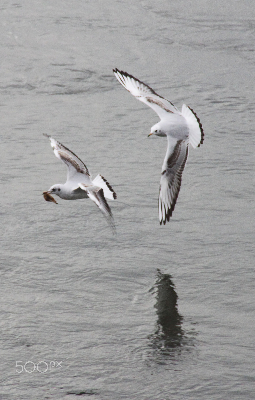 Canon EOS 500D (EOS Rebel T1i / EOS Kiss X3) + Tamron AF 28-200mm F3.8-5.6 XR Di Aspherical (IF) Macro sample photo. Gulls photography