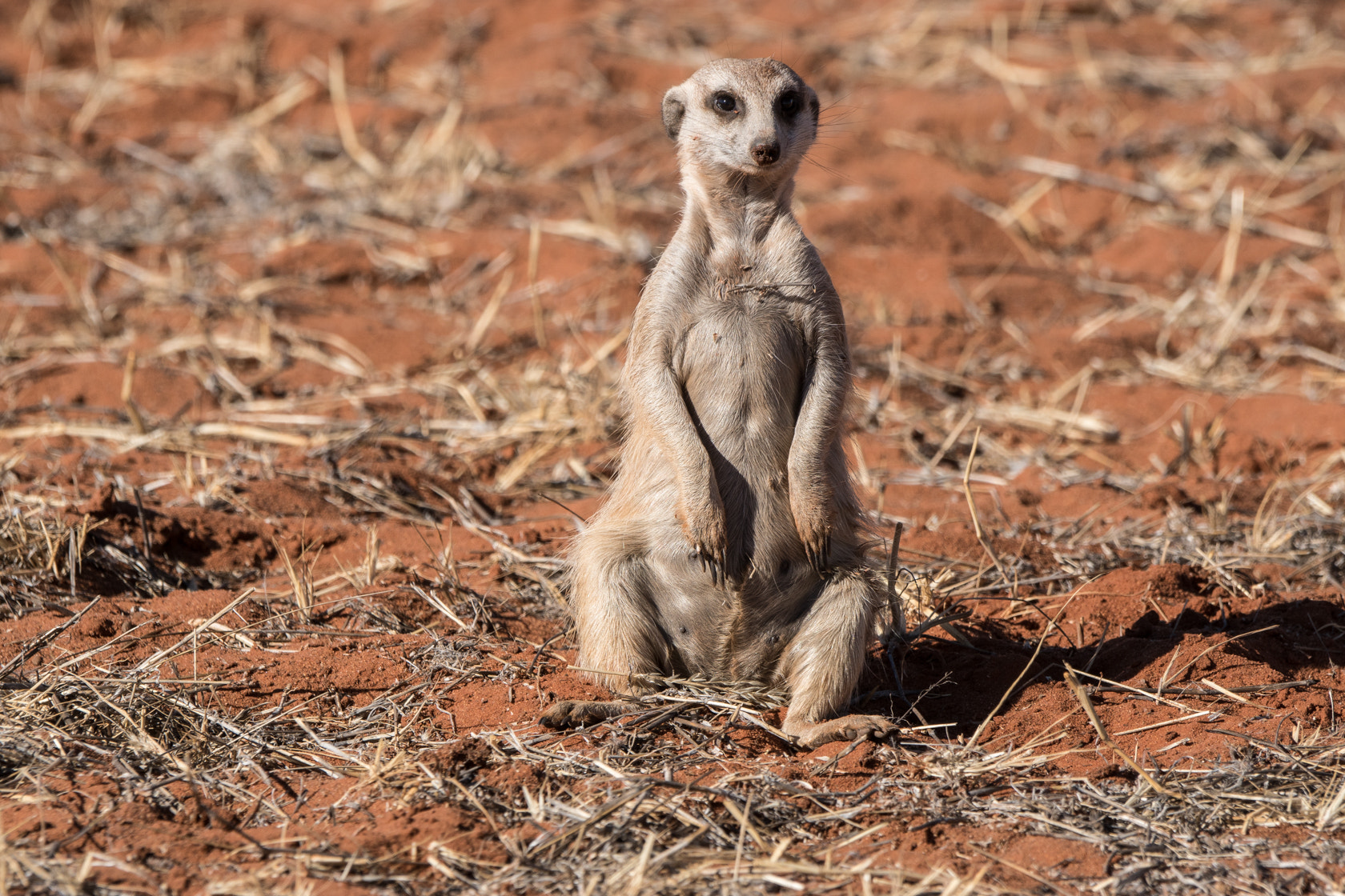 Sony 70-400mm F4-5.6 G SSM II sample photo. Stokstaartje, meerkat, kalahari, namibia photography