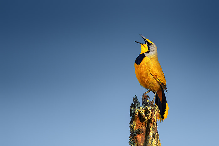 Canon EF 300mm F2.8L IS USM sample photo. Bokmakierie bird calling photography