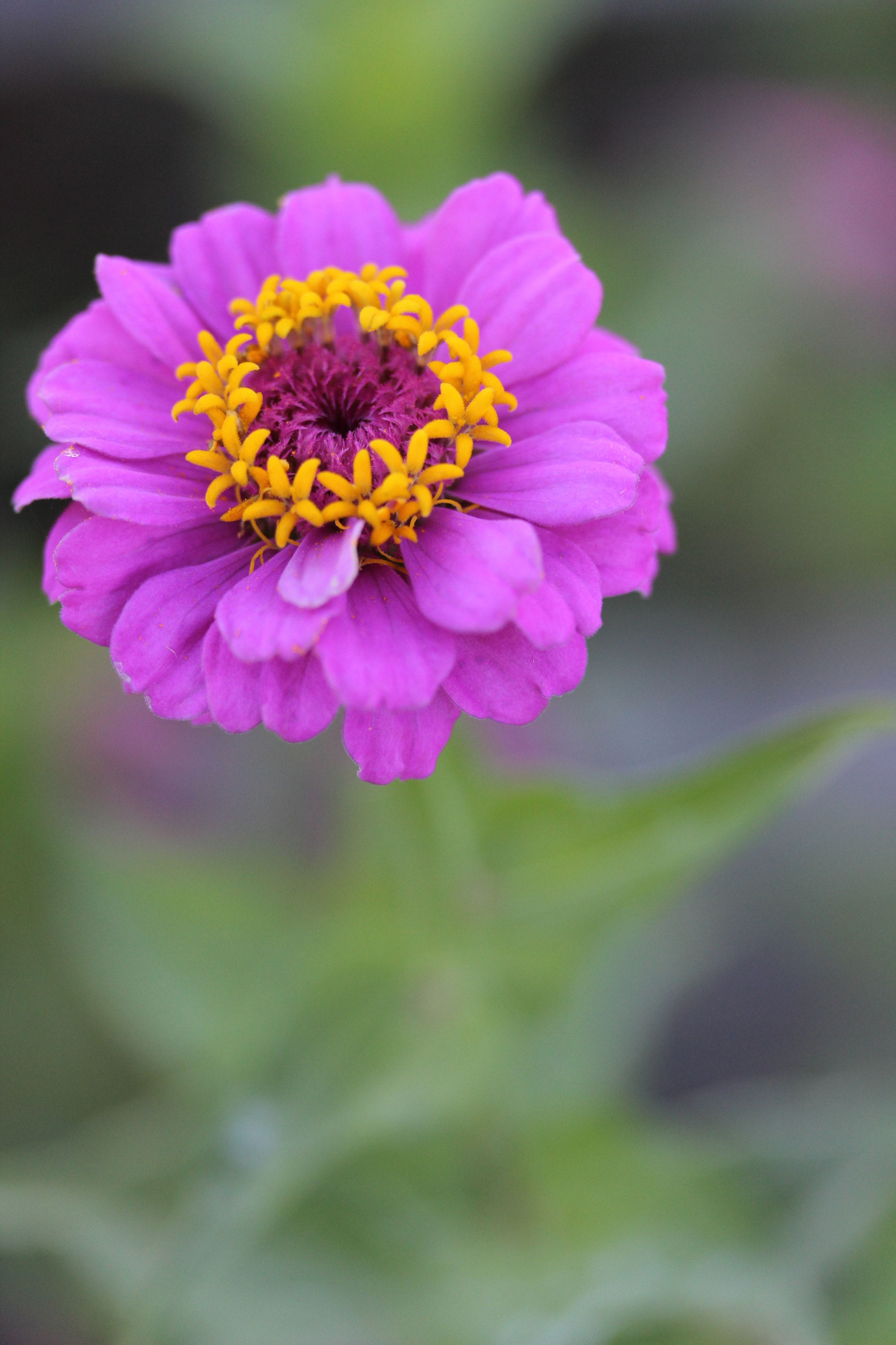Canon EF-S 60mm F2.8 Macro USM sample photo. Ring of yellow photography