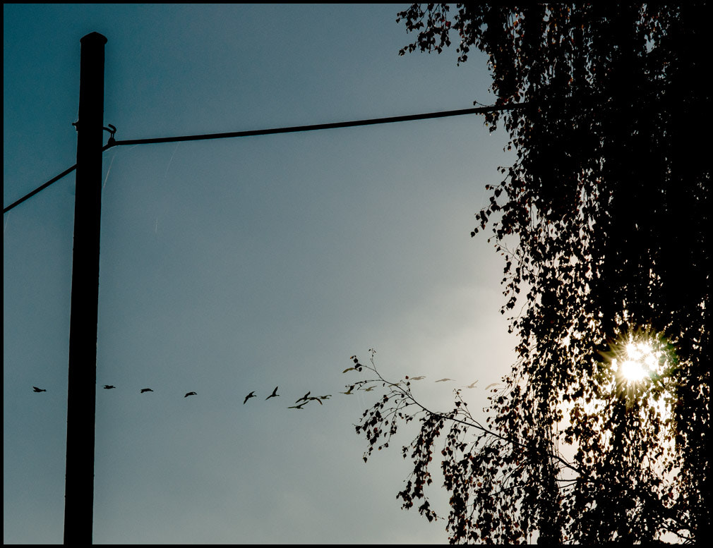 Sony Planar T* 85mm F1.4 ZA sample photo. Leaves photography