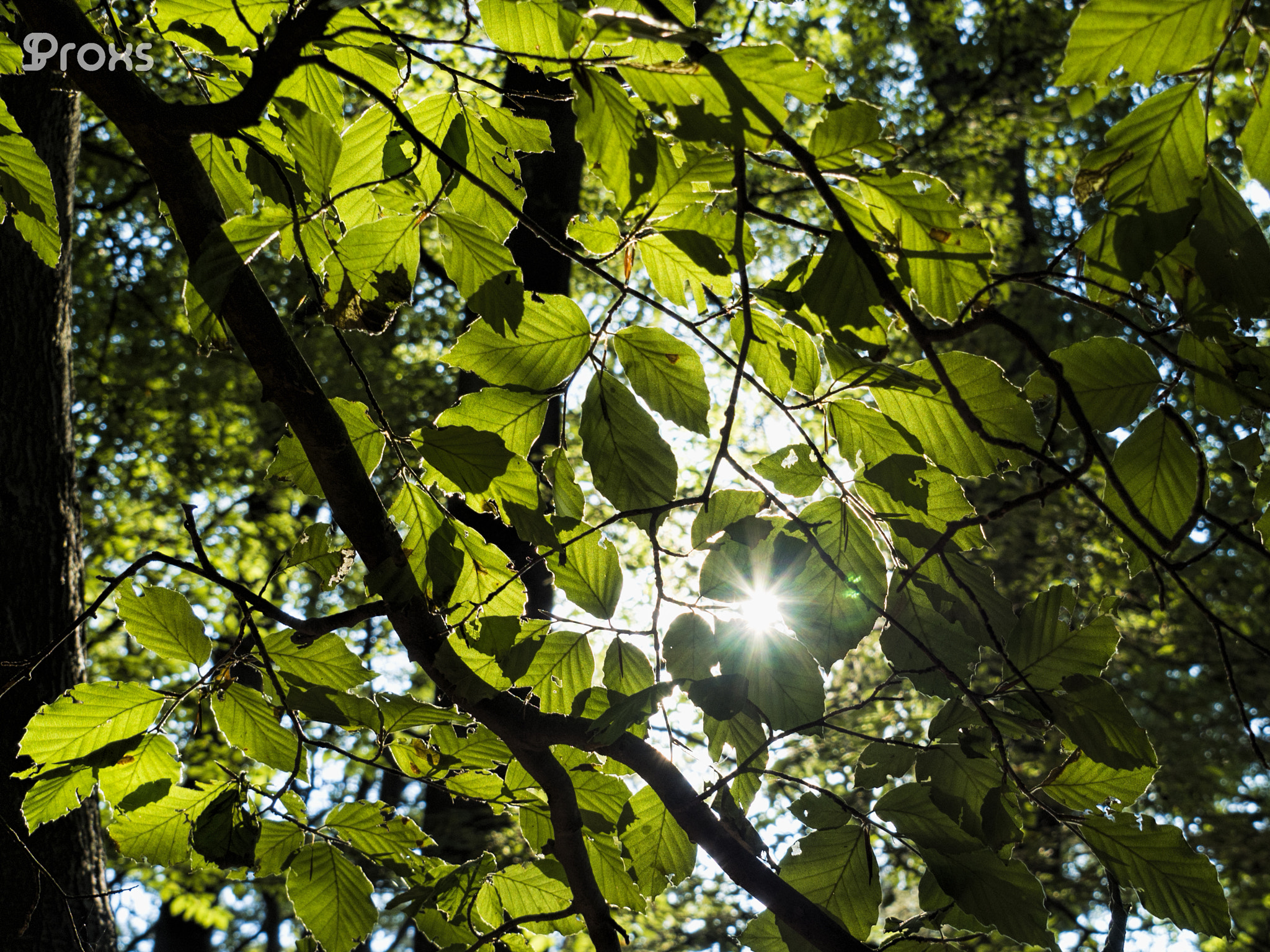 OLYMPUS M.14-150mm F4.0-5.6 II sample photo. Sunlight through the leaves photography