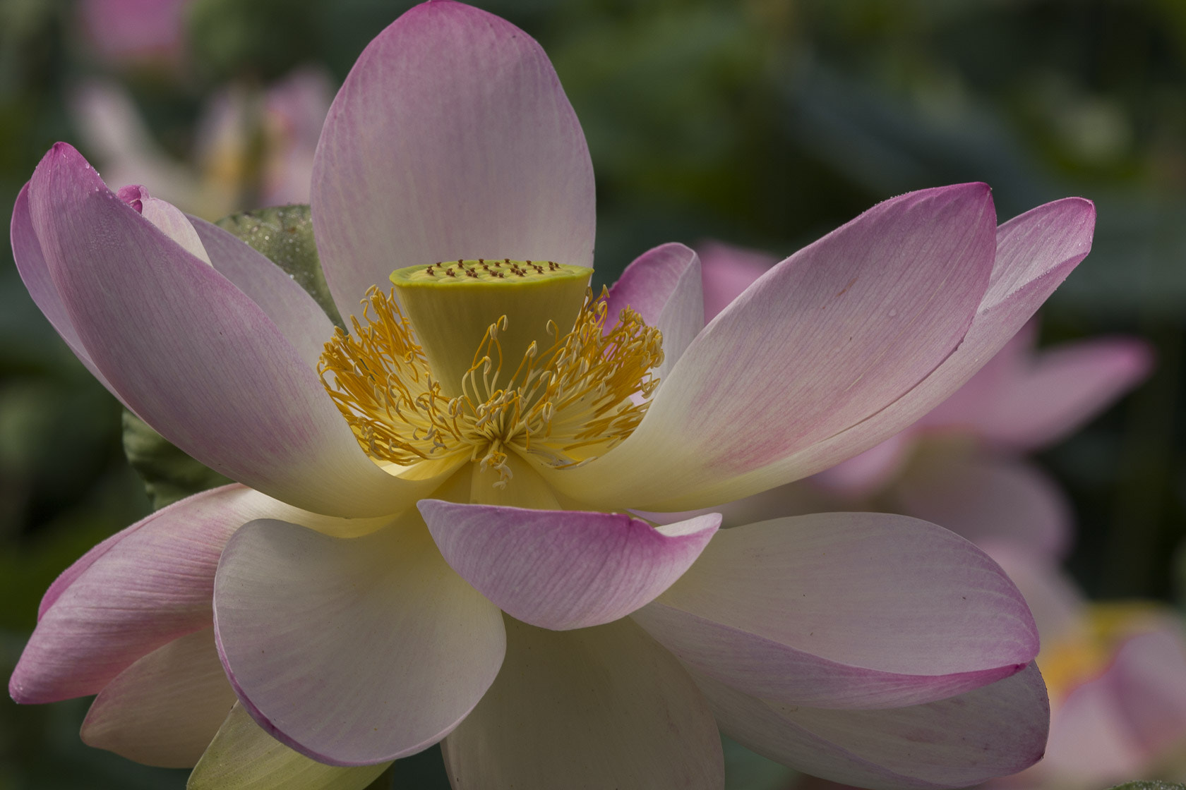 Canon EOS 40D + Tamron SP AF 180mm F3.5 Di LD (IF) Macro sample photo. Lotus flower photography
