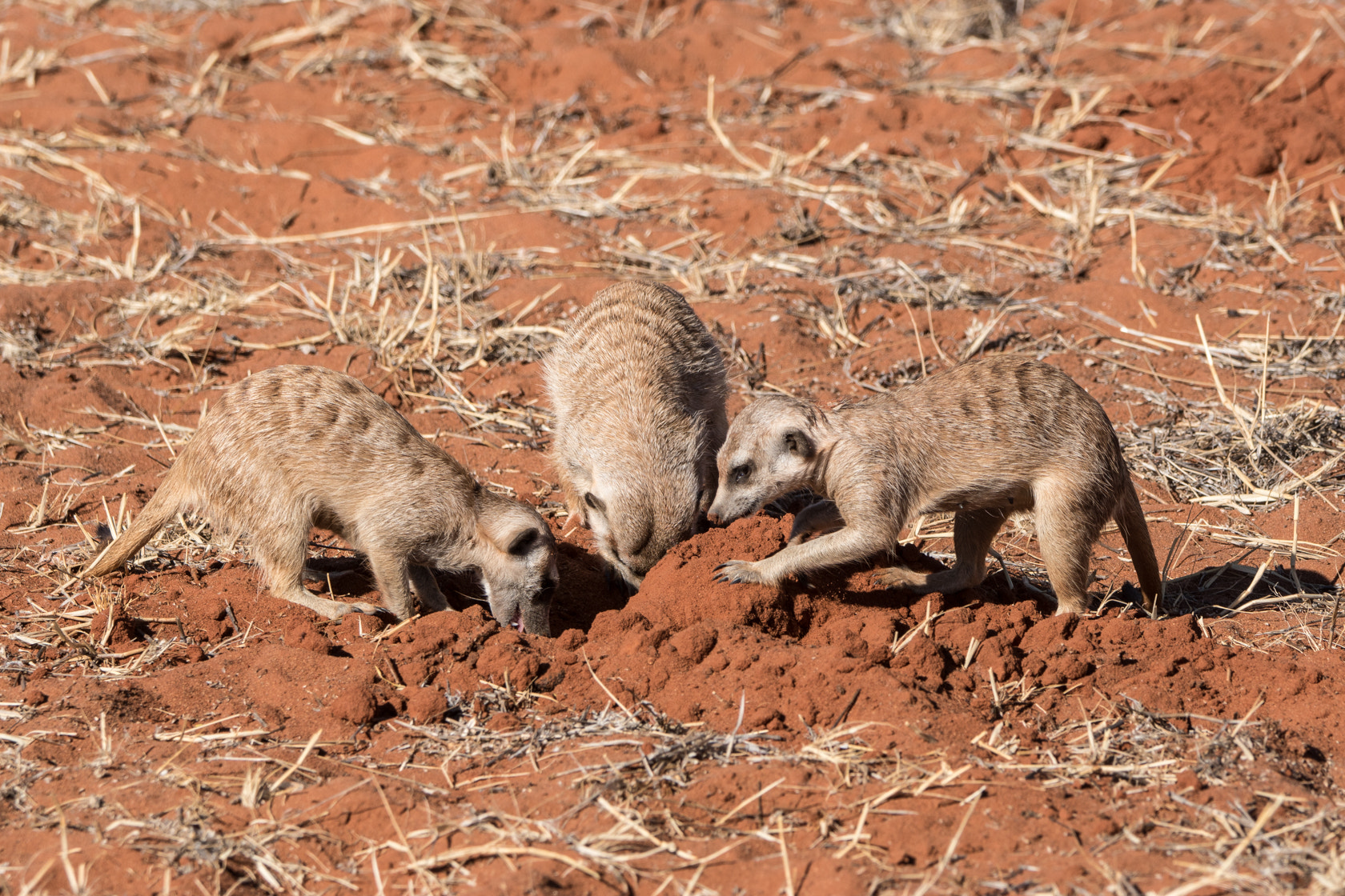 Sony 70-400mm F4-5.6 G SSM II sample photo. Stokstaartje, meerkat, kalahari, namibia photography