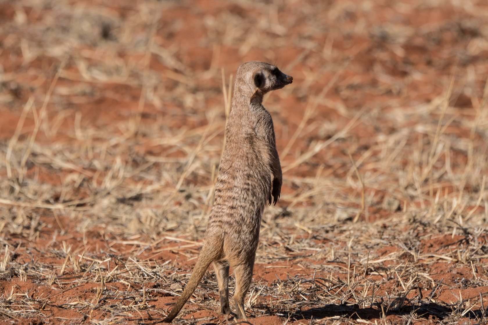 Sony 70-400mm F4-5.6 G SSM II sample photo. Stokstaartje, meerkat, kalahari, namibia photography