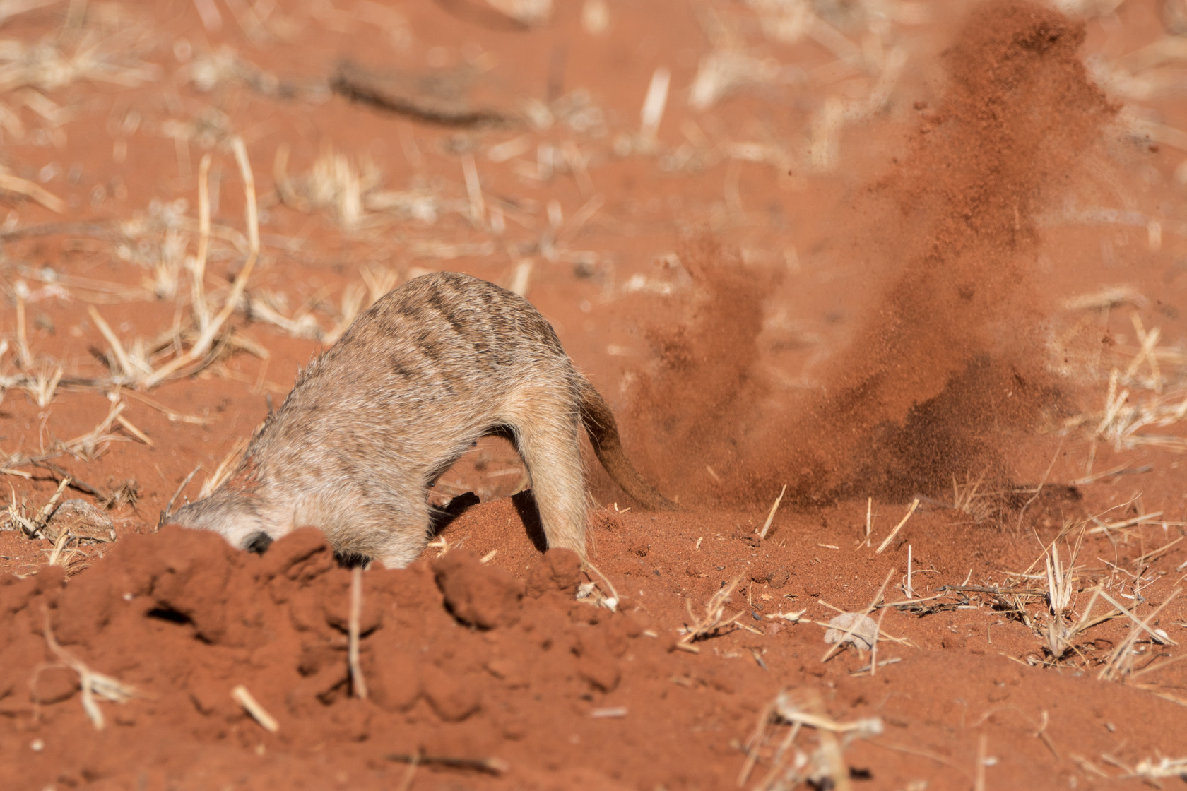 Sony 70-400mm F4-5.6 G SSM II sample photo. Stokstaartje, meerkat, kalahari, namibia photography