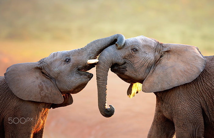 Canon EOS-1Ds Mark III + Canon EF 300mm F2.8L IS USM sample photo. Elephants touching each other gently (greeting) photography