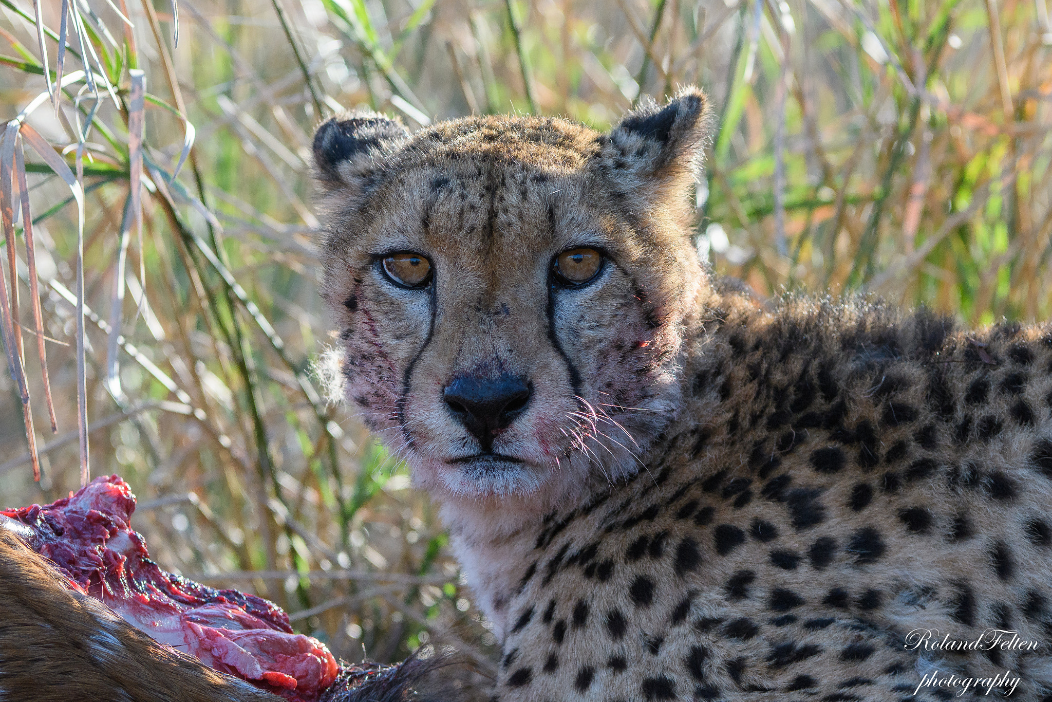 Nikon D500 sample photo. Feeding cheetah photography