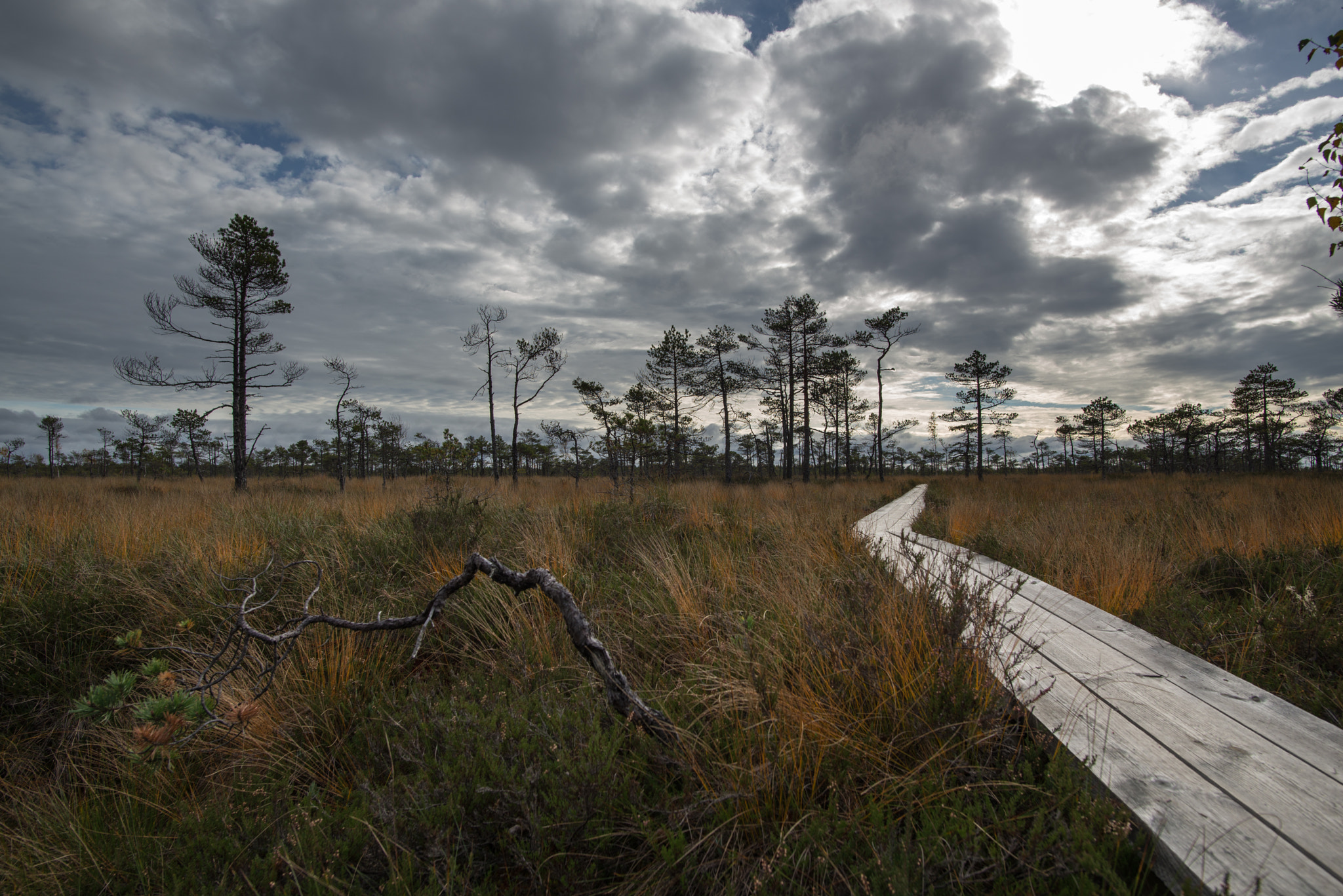 Nikon D600 sample photo. Swamp wooden path photography