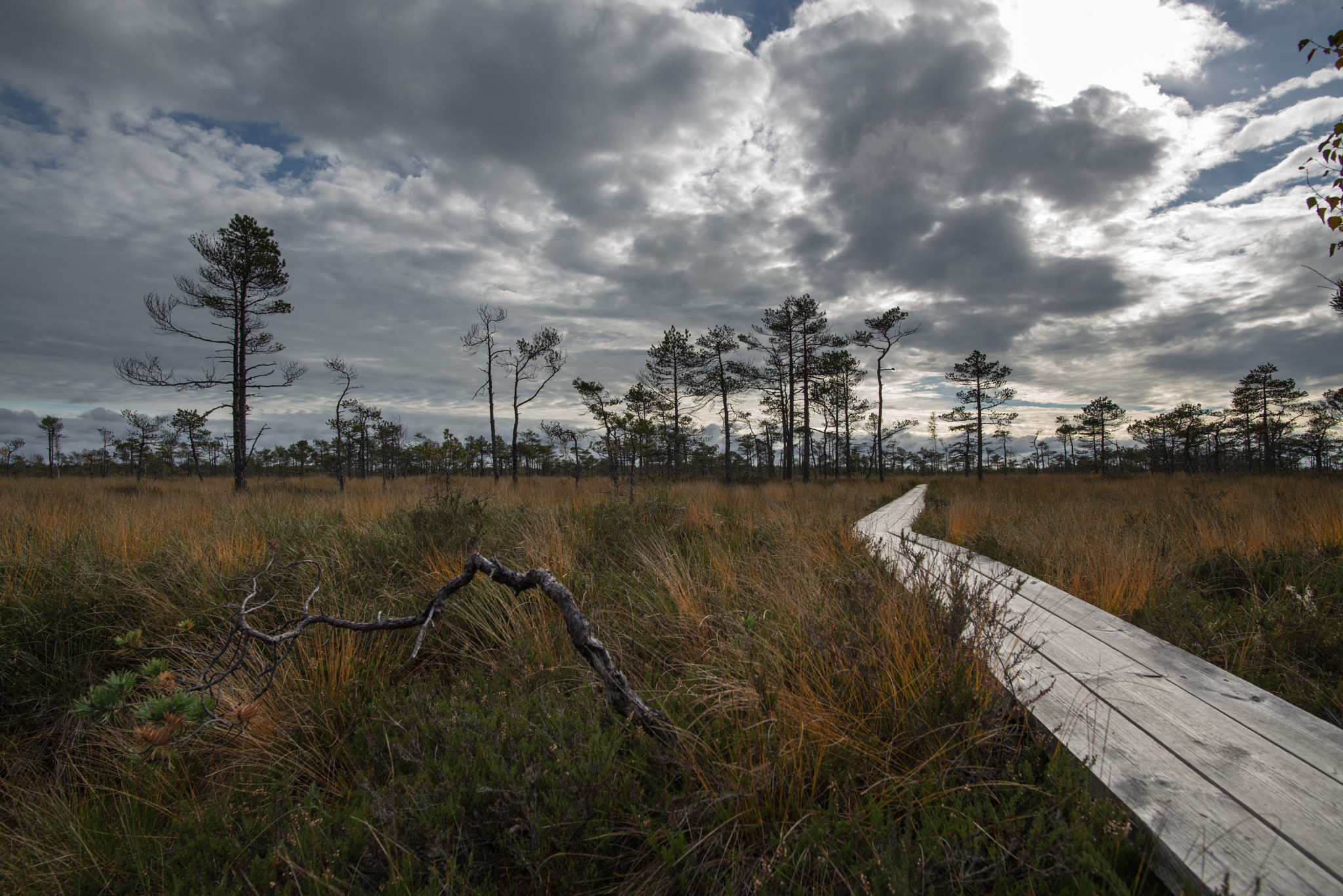 Nikon D600 + Nikon AF-S Nikkor 20mm F1.8G ED sample photo. Swamp wooden path photography