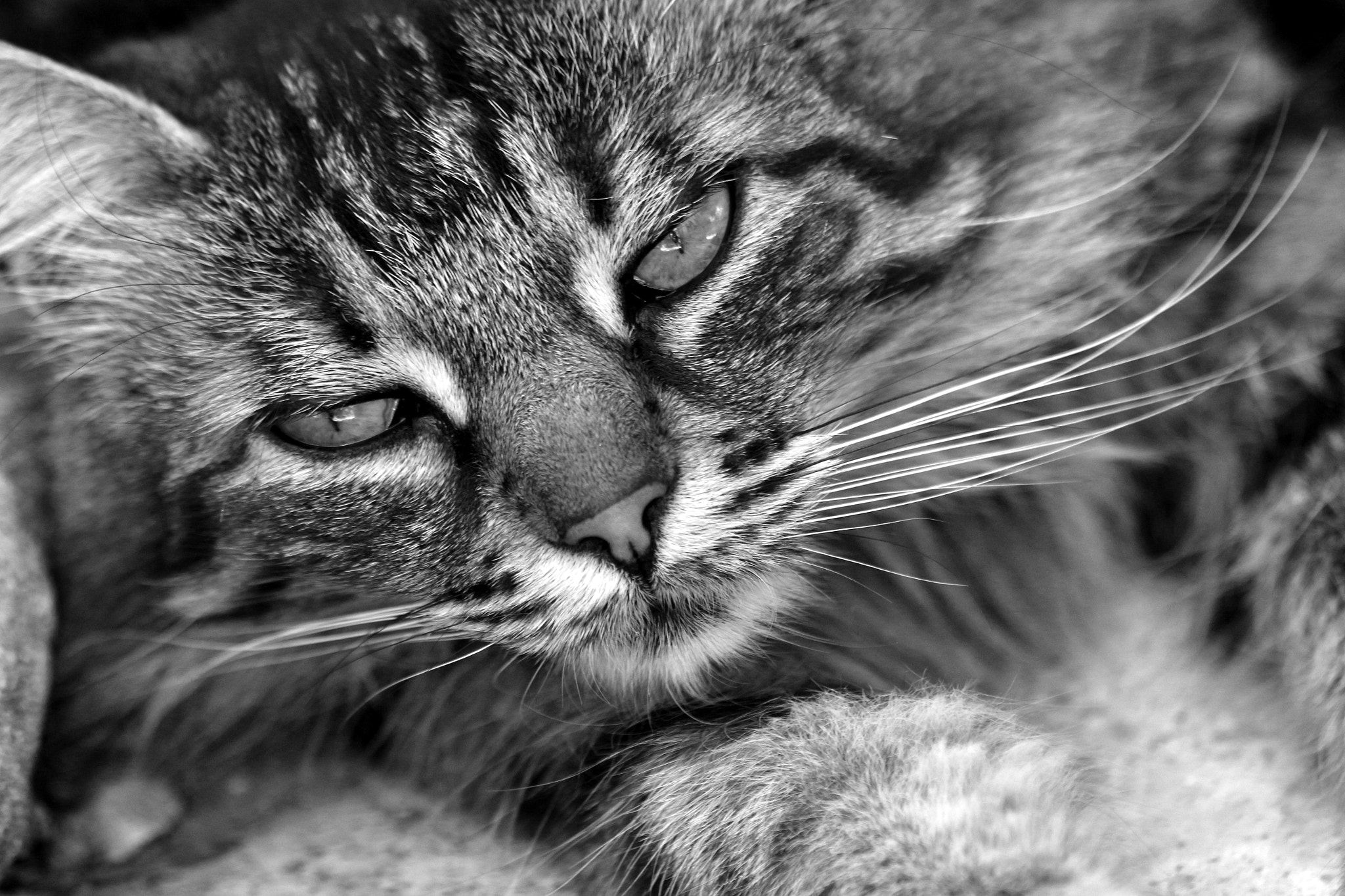 Canon EF 70-300mm F4-5.6 IS USM sample photo. Peace of mind.. photography