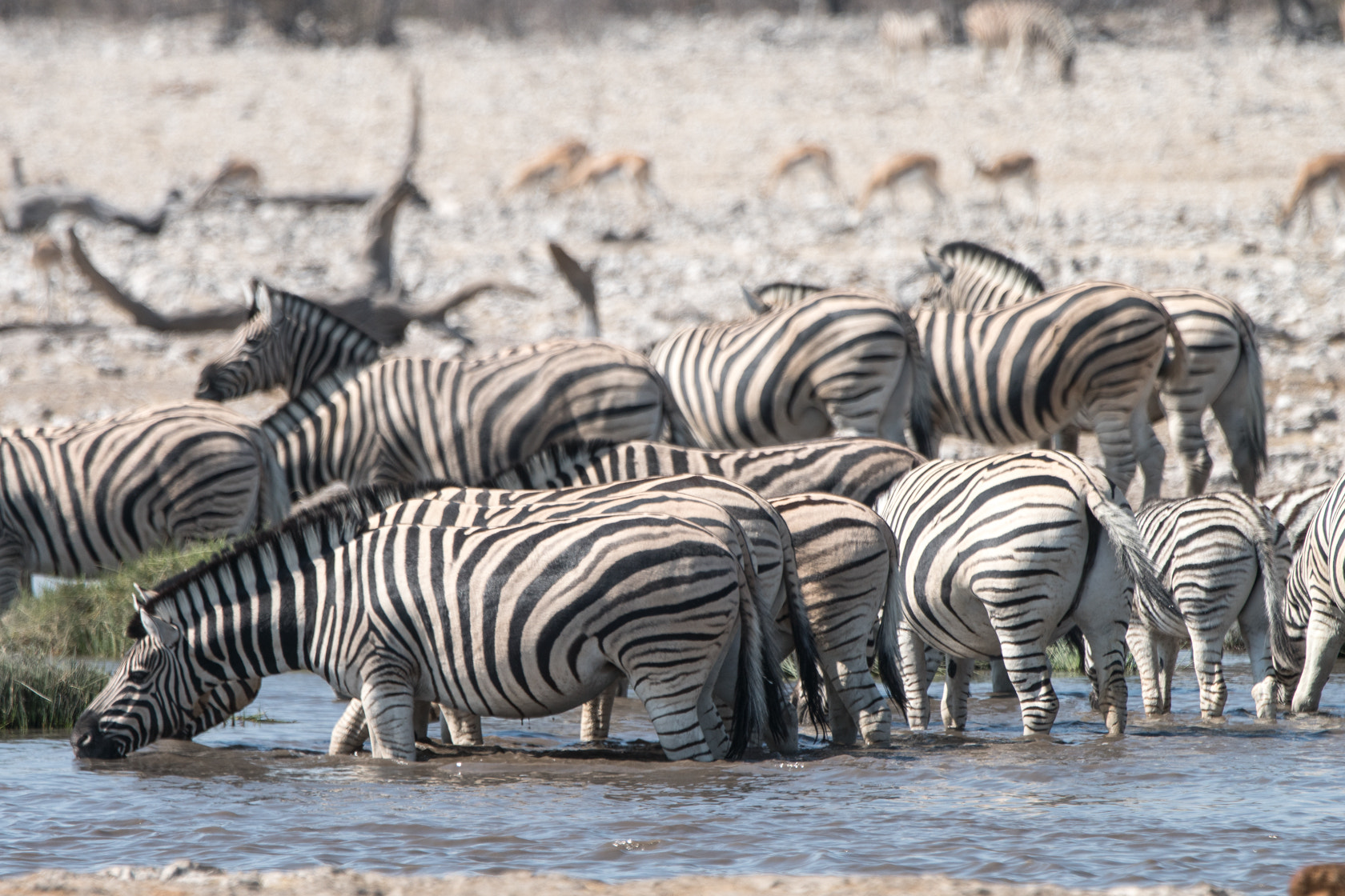 Sony a6300 + Sony 70-400mm F4-5.6 G SSM II sample photo. Zebra, etosha, namibia photography