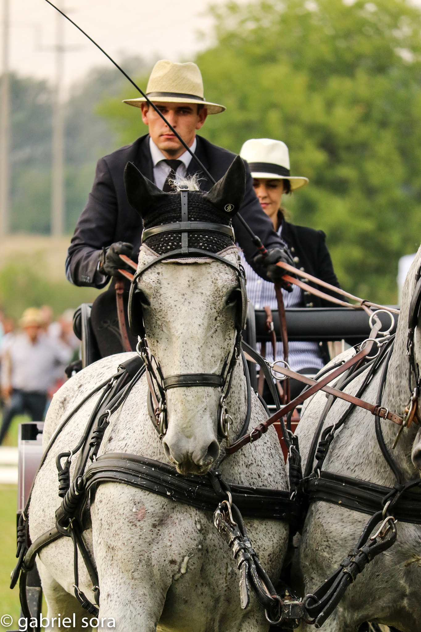 Canon EF-S 55-250mm F4-5.6 IS STM sample photo. Harness cross-country horse race photography