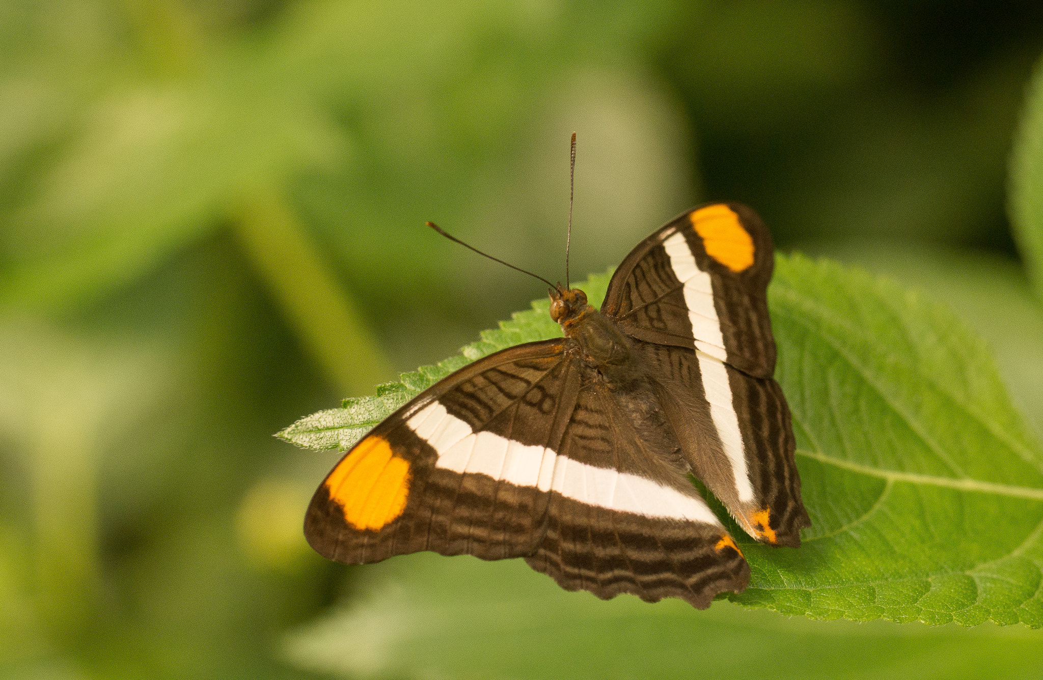 Sony SLT-A65 (SLT-A65V) sample photo. Butterfly photography
