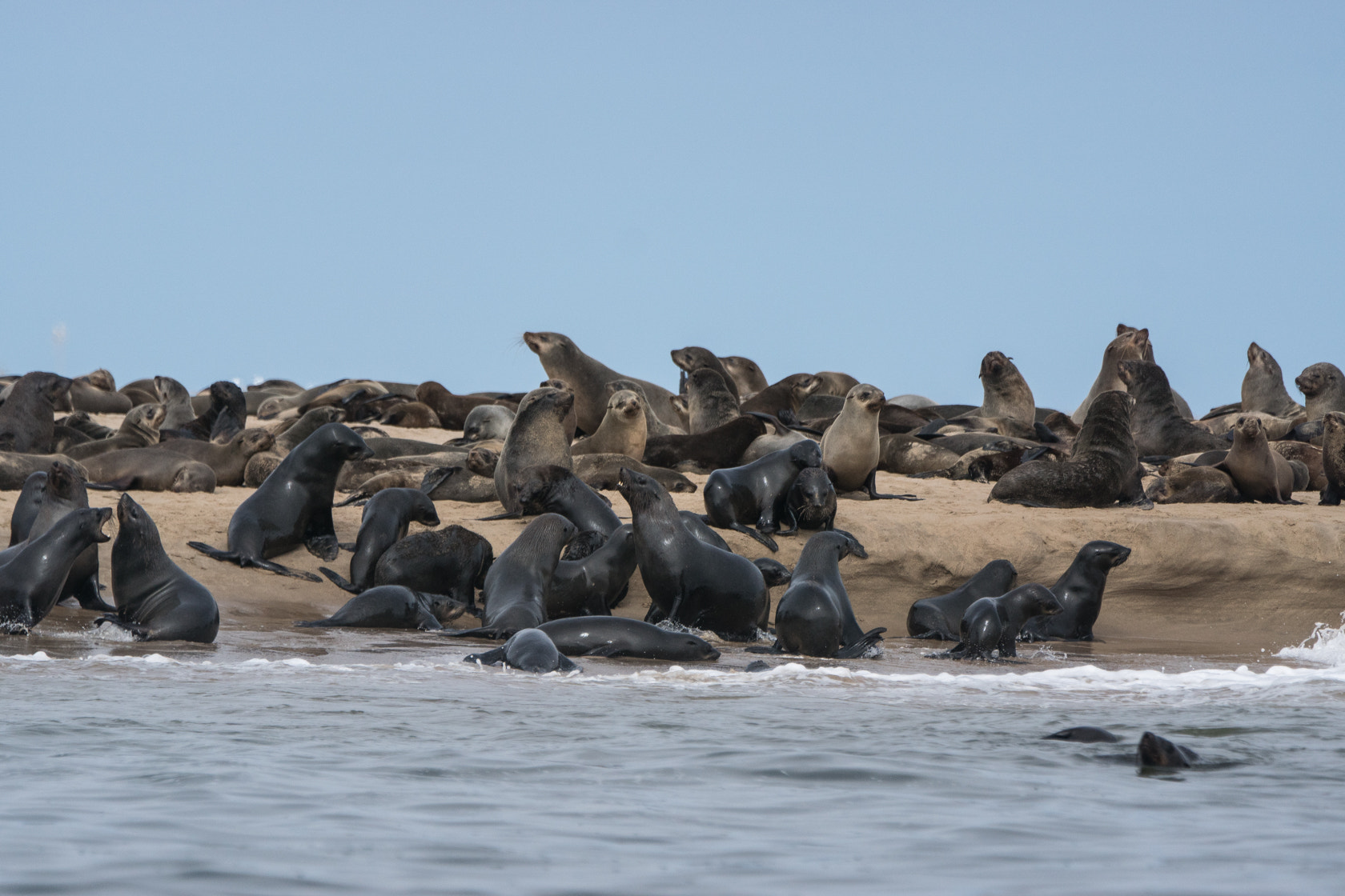Sony 70-400mm F4-5.6 G SSM II sample photo. Kaapse pelsrob, cape fur seal, skeleton coast, nam photography