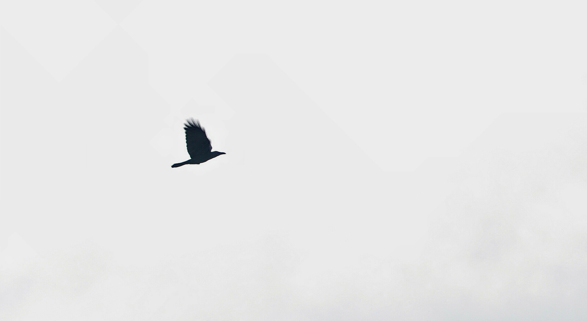 Nikon D5100 sample photo. Flying to the sky.(crow) photography