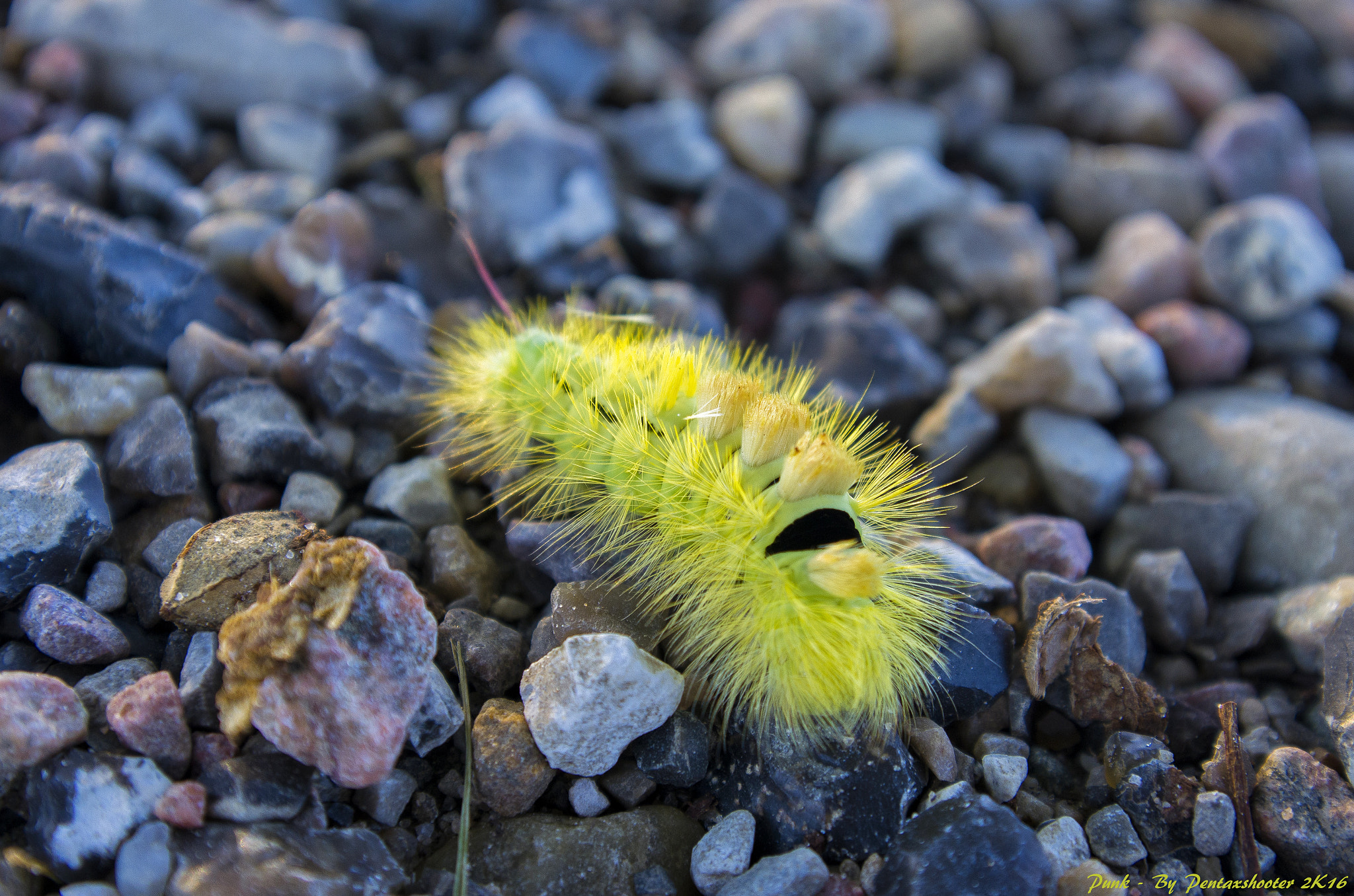 Pentax K-5 sample photo. Pokemon  photography