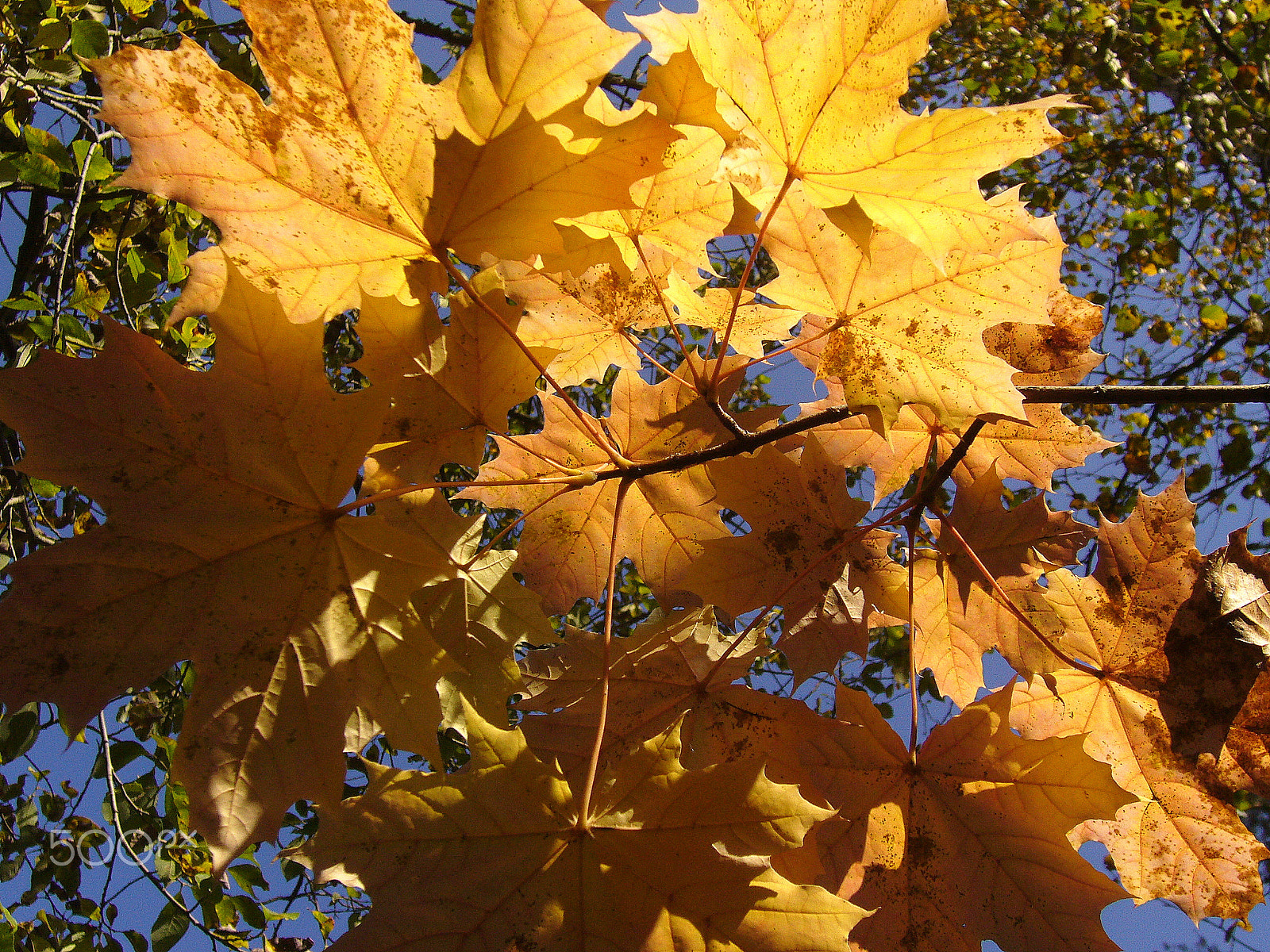 Panasonic DMC-FX8 sample photo. Autumn photography