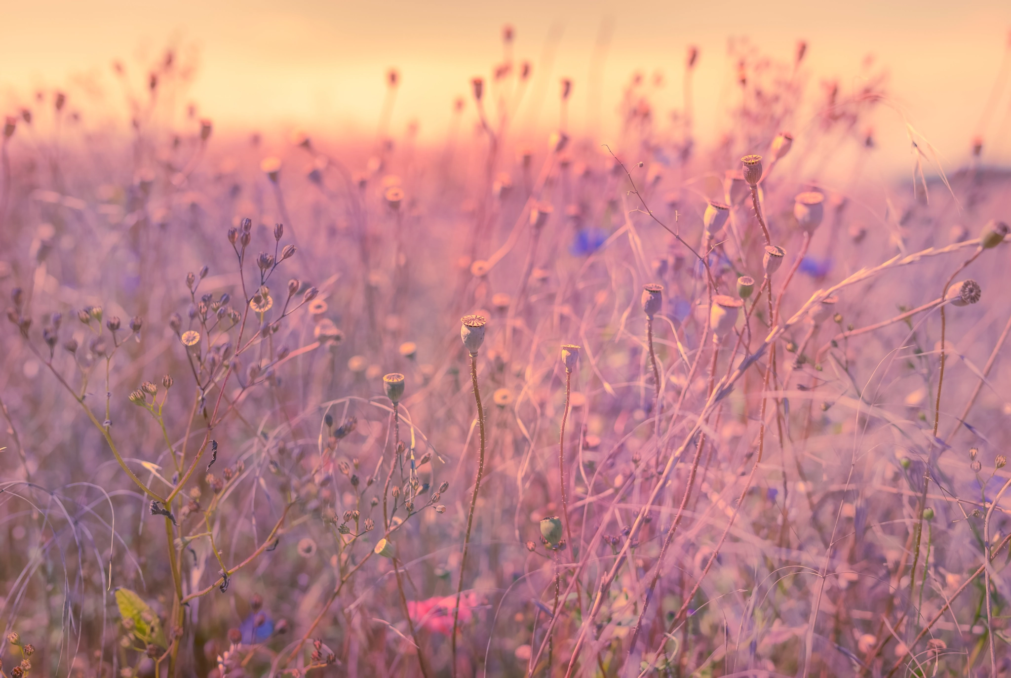 Nikon D800 sample photo. Reminiscence of summer photography