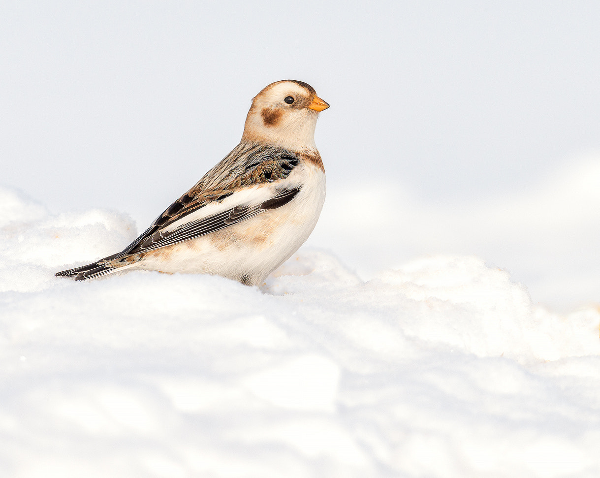 Nikon AF-S Nikkor 600mm F4G ED VR sample photo. Modifier photography