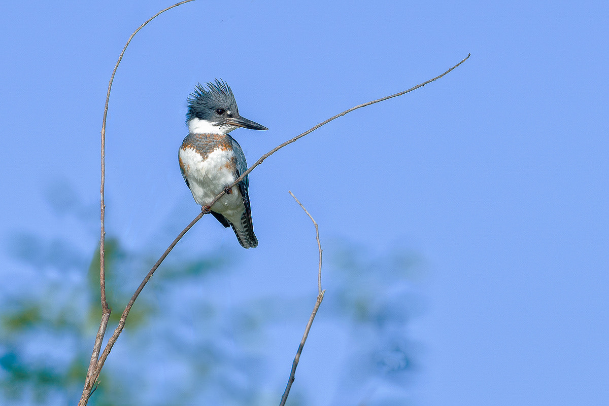 Nikon D800E + Nikon AF-S Nikkor 600mm F4G ED VR sample photo. Dsc photography